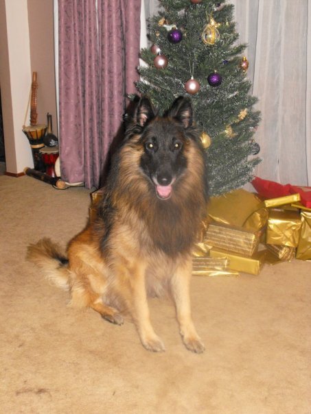 Amper and his first Christmas with Tanyia