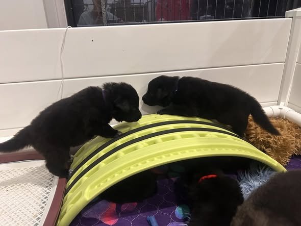 Belgian Shepherd Puppy Groenendael