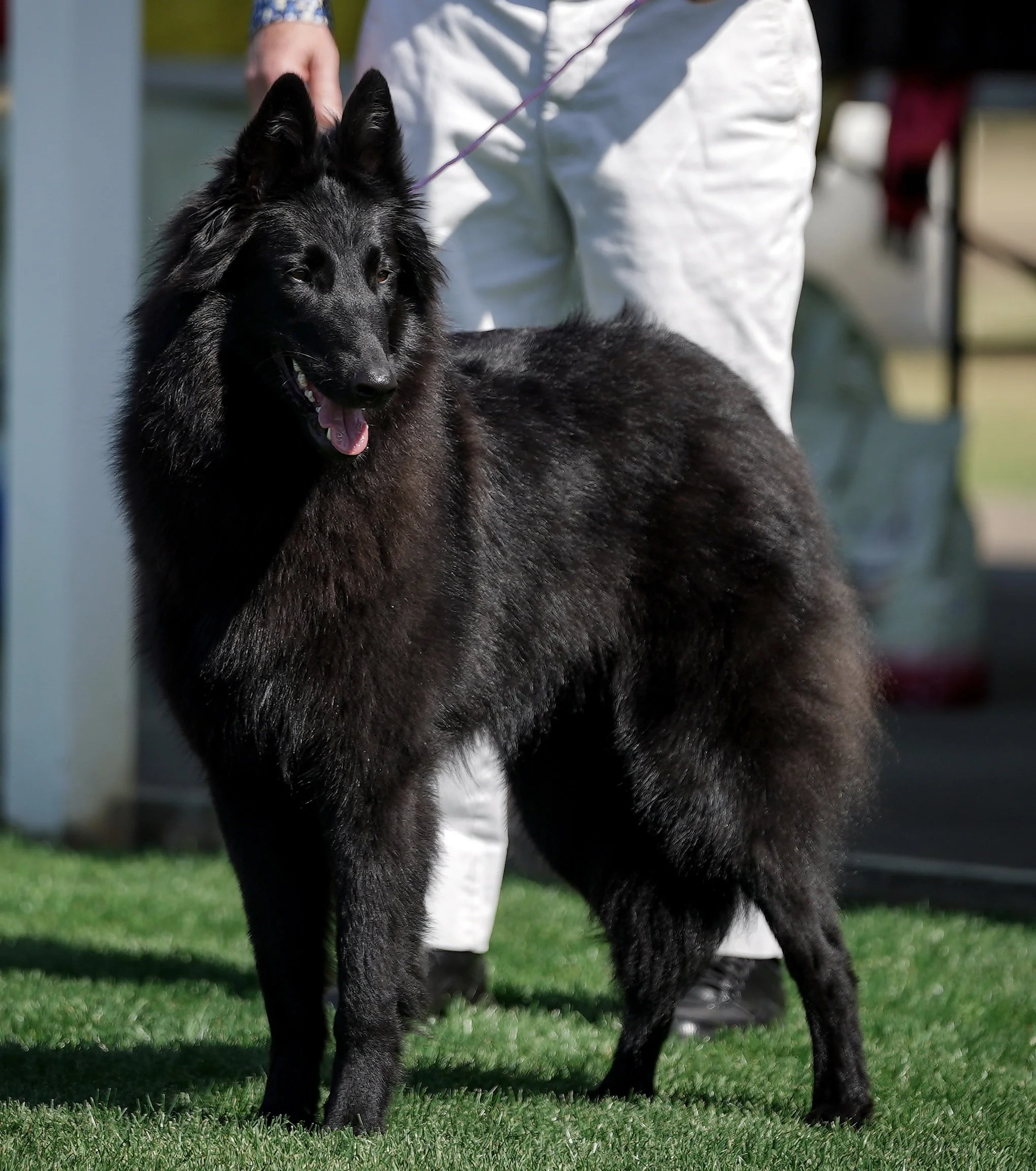 Belgian Shepherd Puppy Groenendael
