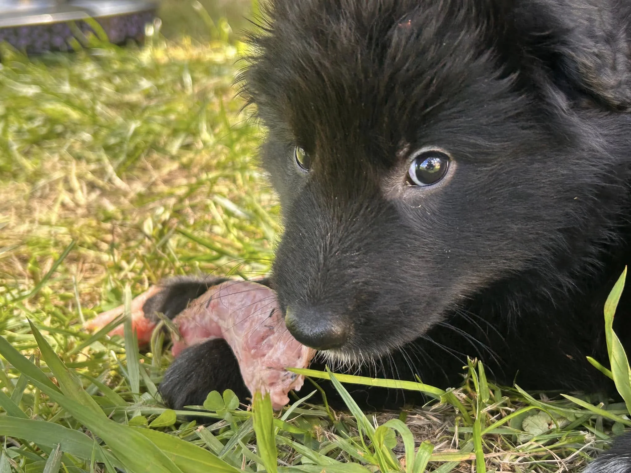 Belgian Shepherd Puppy Groenendael