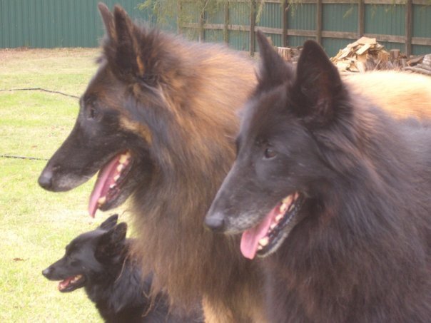 Left to Right: Gossip, Amper and Rumour