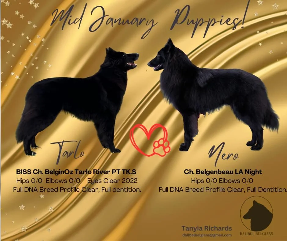 Belgian Shepherd Puppy Groenendael