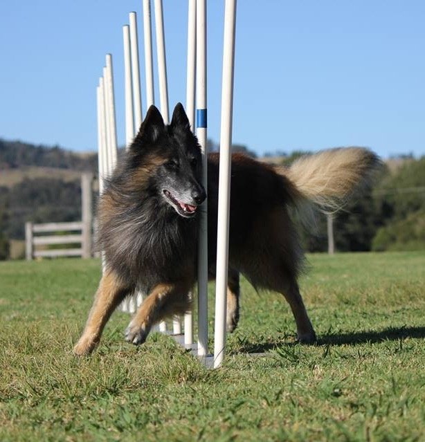Slander at an agility training camp