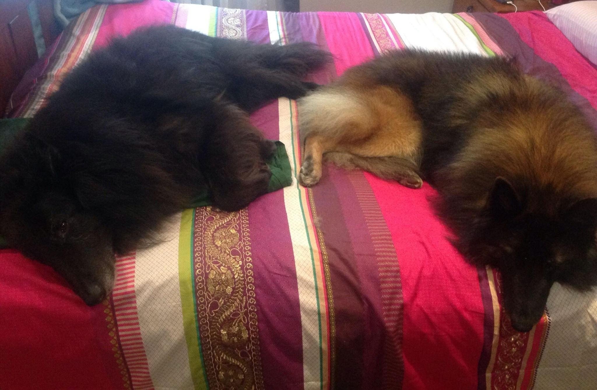 Truth and Slander resting on the bed. Two super boys ❤️