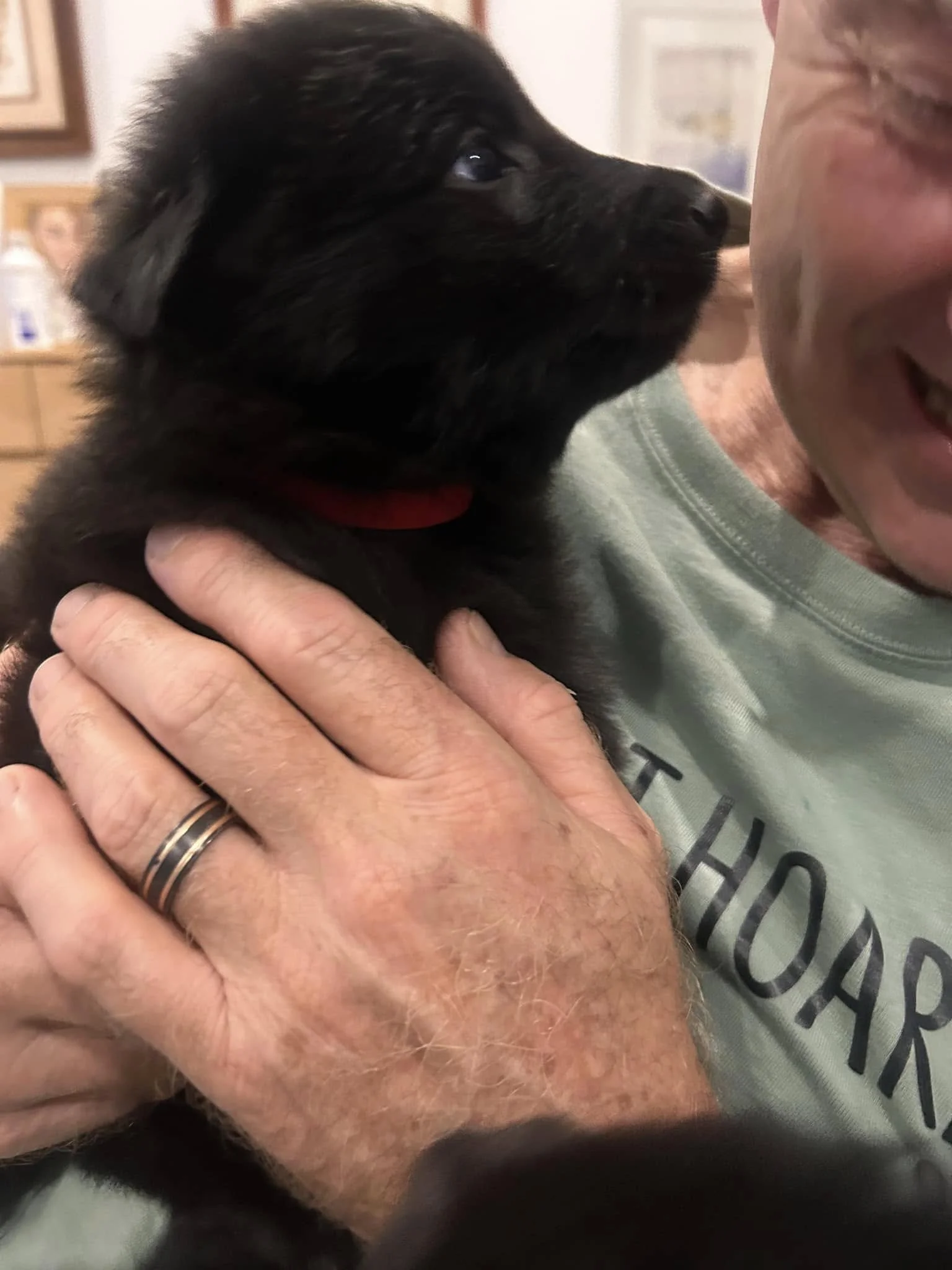 Belgian Shepherd Puppy Groenendael