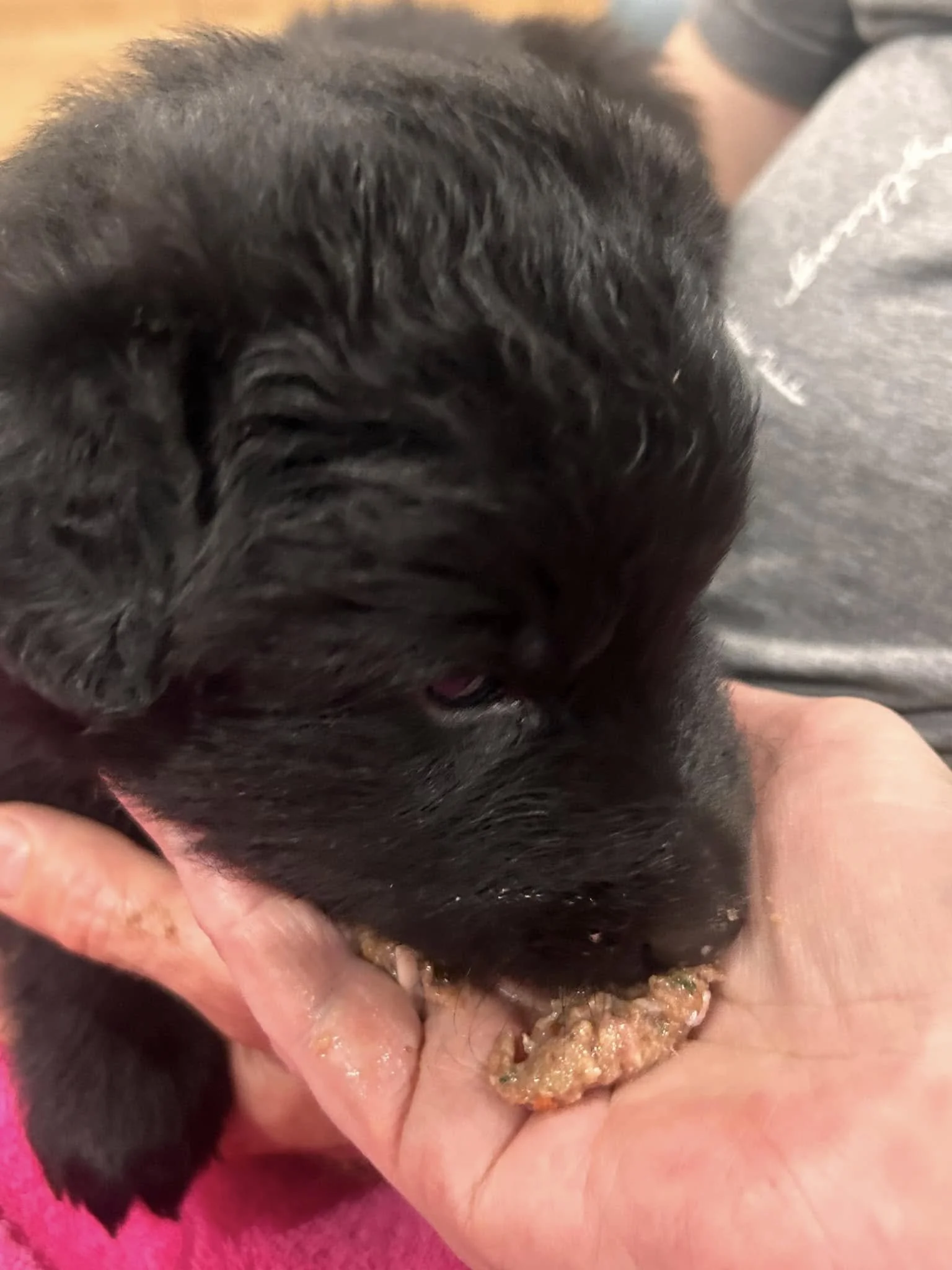 Belgian Shepherd Puppy Groenendael