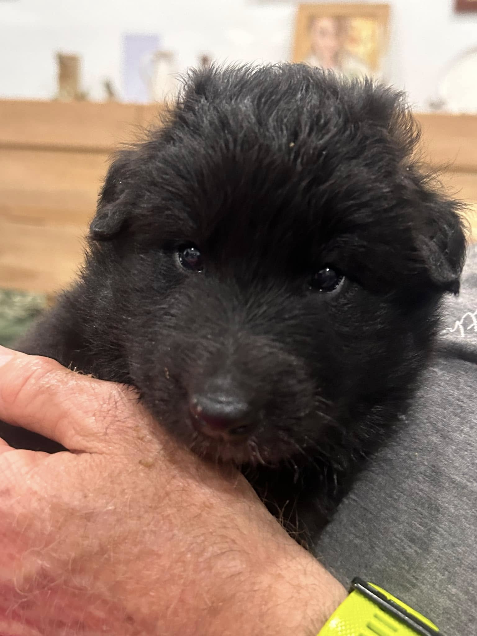 Belgian Shepherd Puppy Groenendael