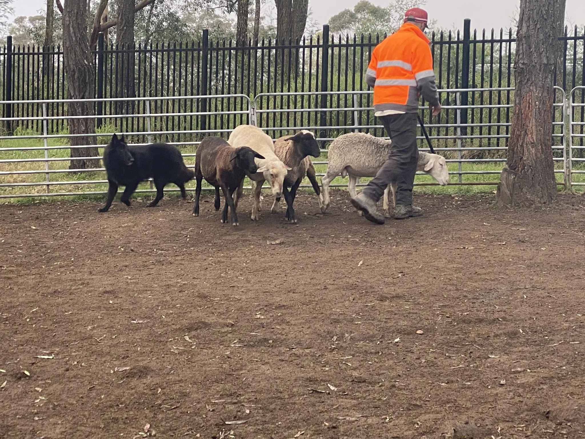 Tarlo gathering the sheep
