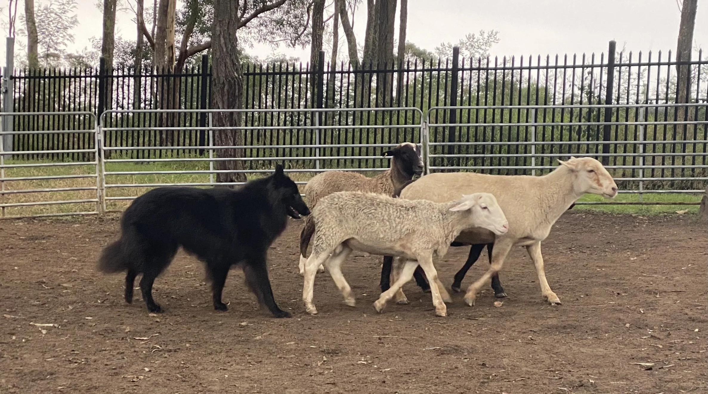 Aslan herding. The more we practice the calmer and more focused he is becoming
