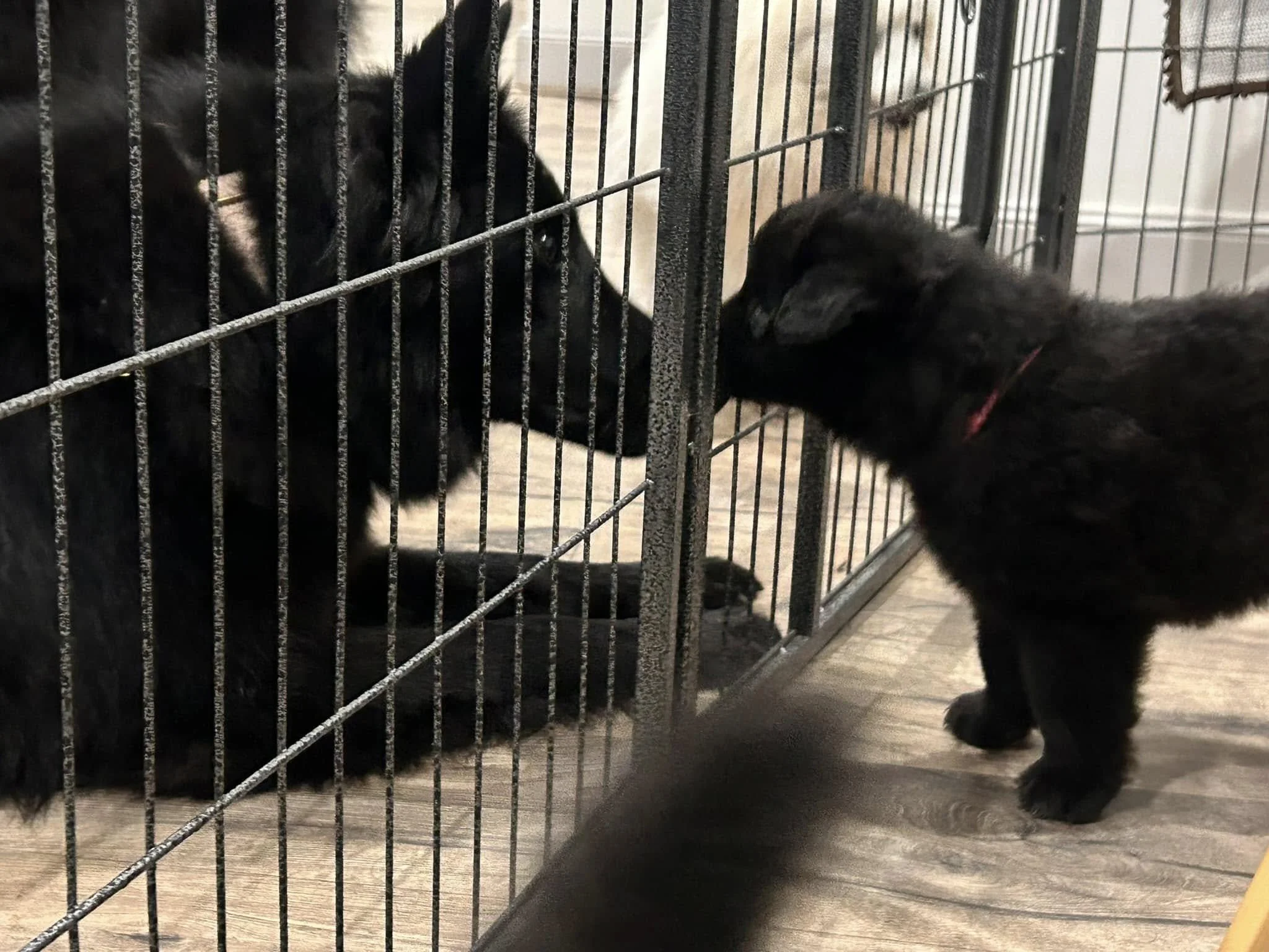 Belgian Shepherd Puppy Groenendael