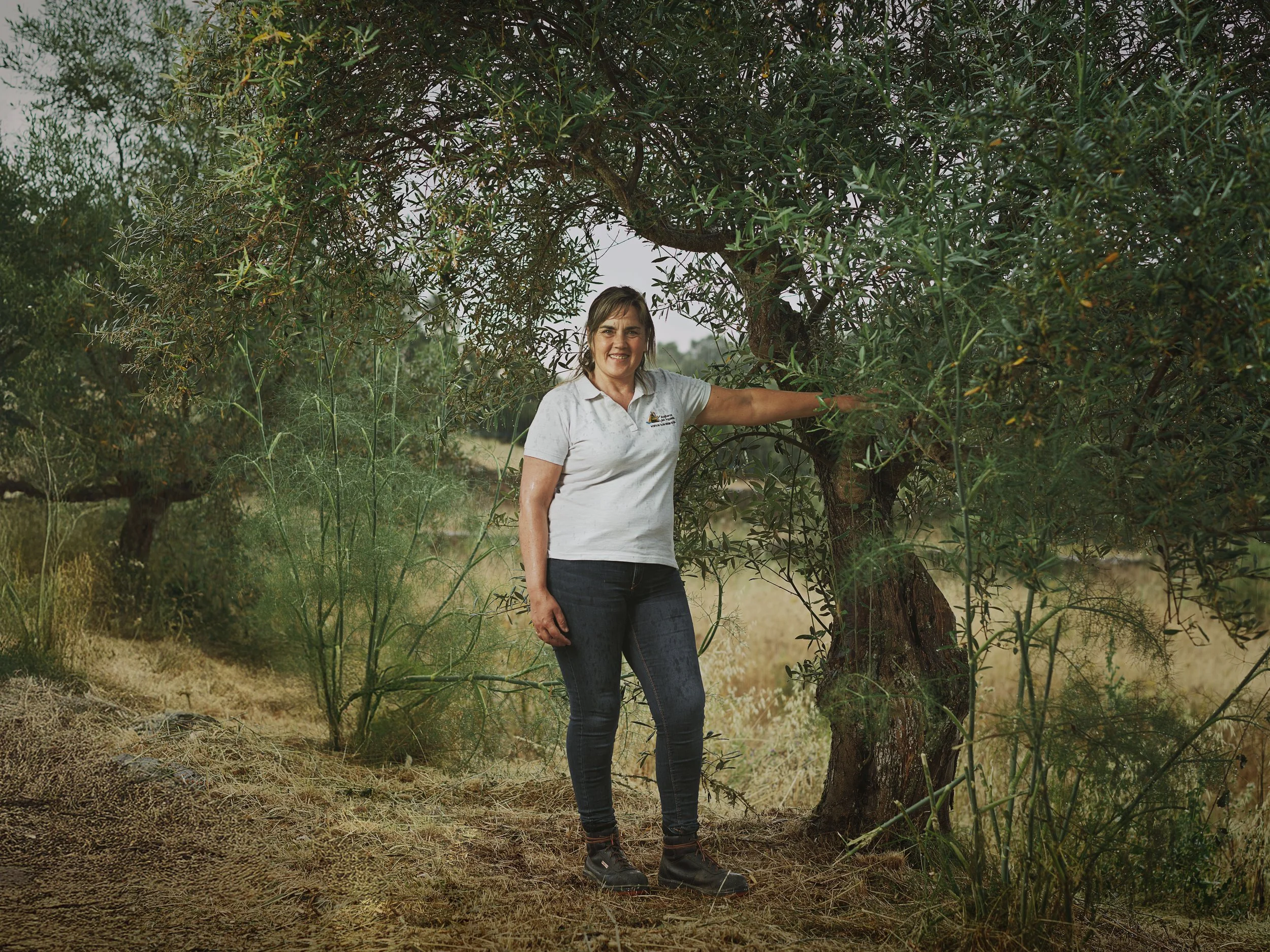 Olive Oil - Spain