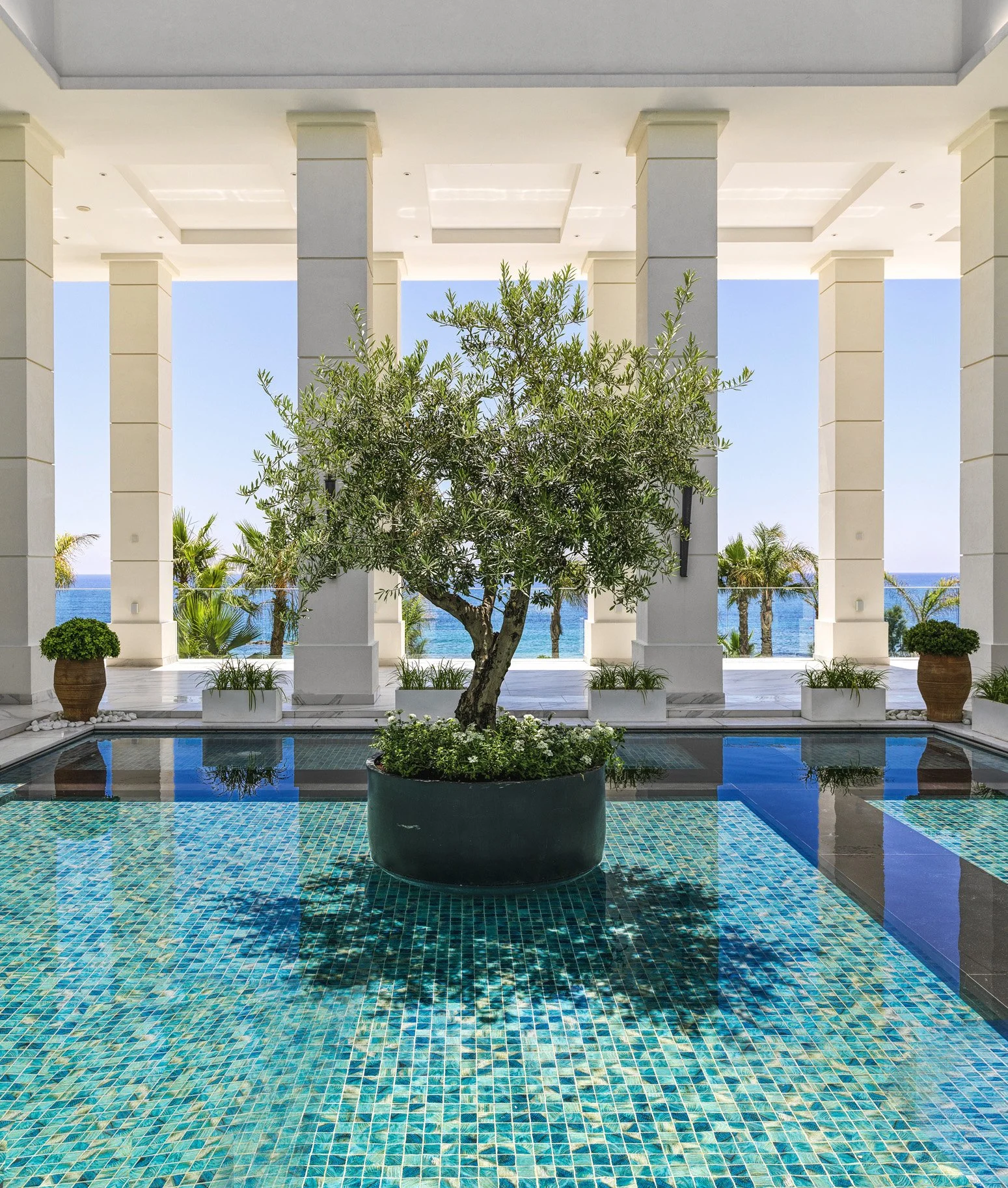 olive_tree_002.jpg