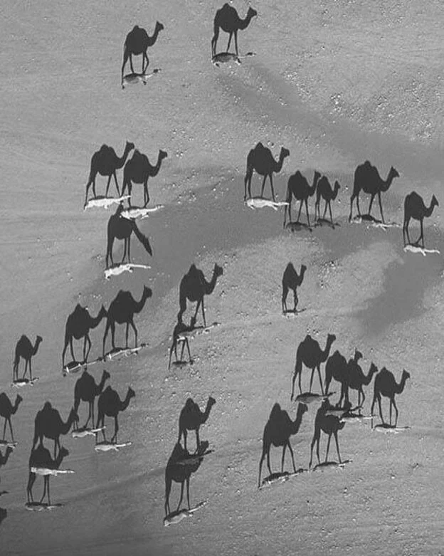 Desert Archetypes 🐫