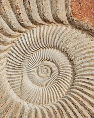 The ancient spiral of life 🌀