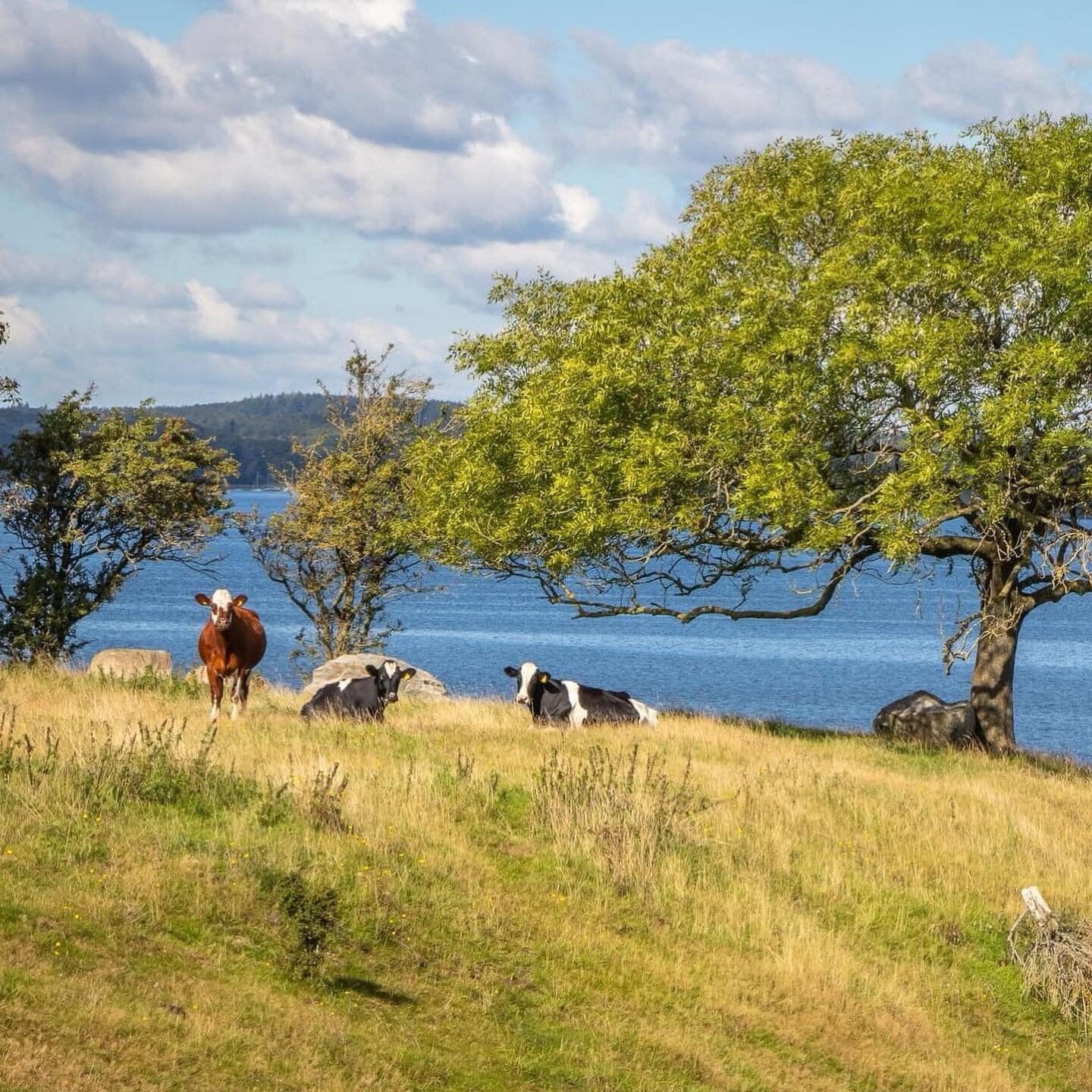 Vores verden har brug for dyr 🌍

N&aring;r du spiser oksek&oslash;d fra &Oslash;stermarksg&aring;rden hj&aelig;lper du b&aring;de mygblomsten og den lysbugede knorteg&aring;s.

Den truede mygblomst (en orkid&eacute;art) kan nemlig kun formeres, n&ar