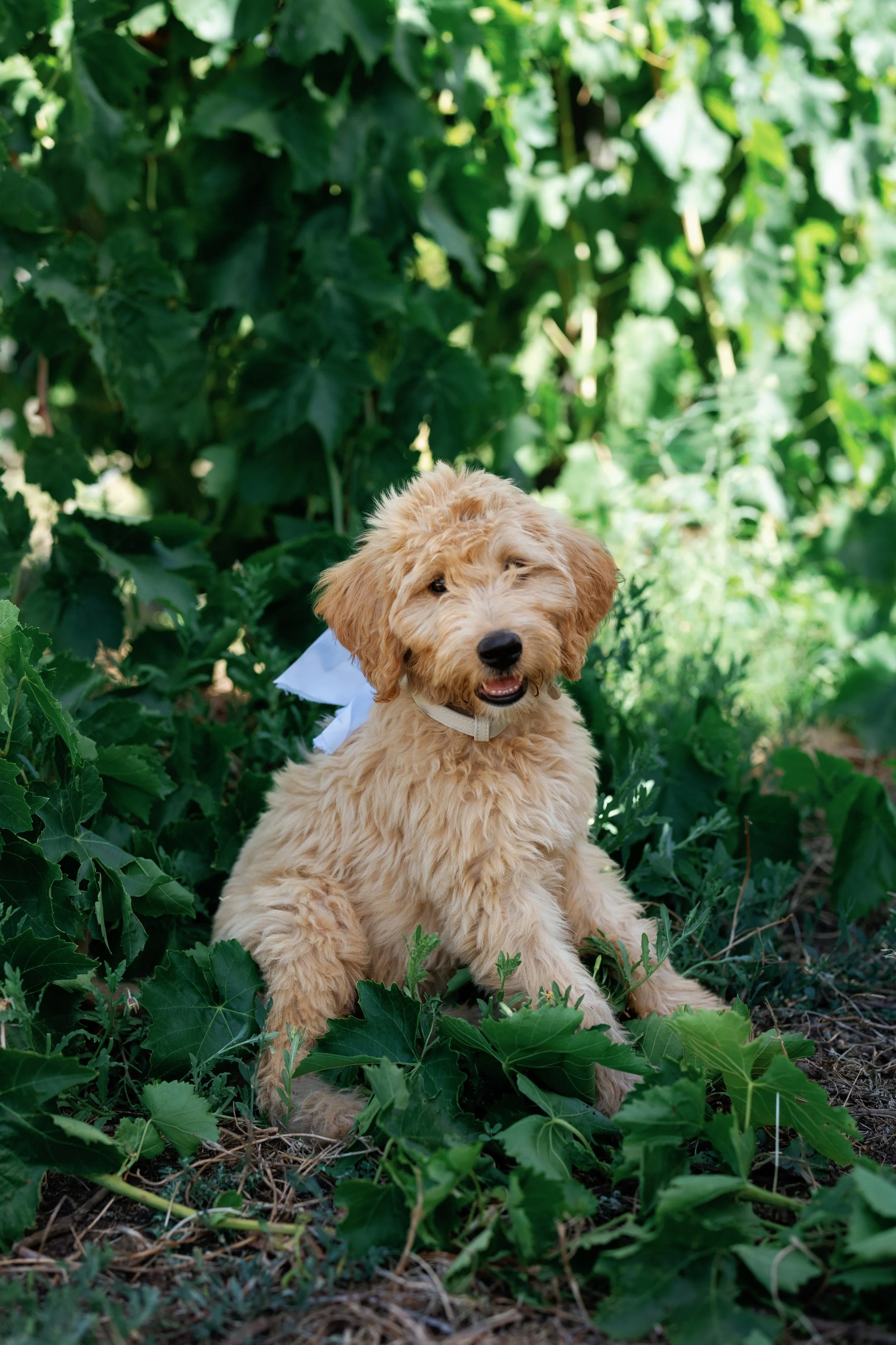 A cute fluffy golden-colored puppy with a white ribbon around its neck, sitting among green plants in a garden.
