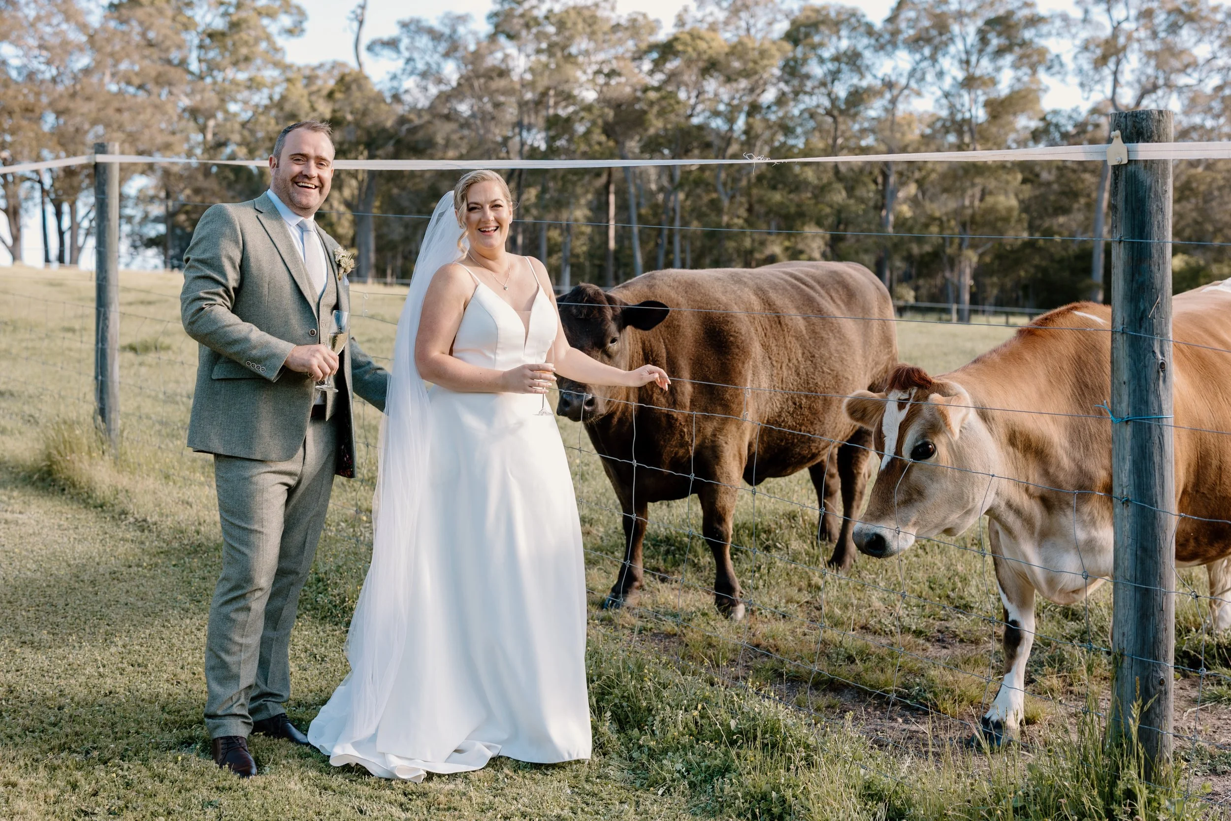 A newlywed couple in formal wedding attire stands next to a cow and a calf on a farm, smiling at the camera with a grassy field and trees in the background.