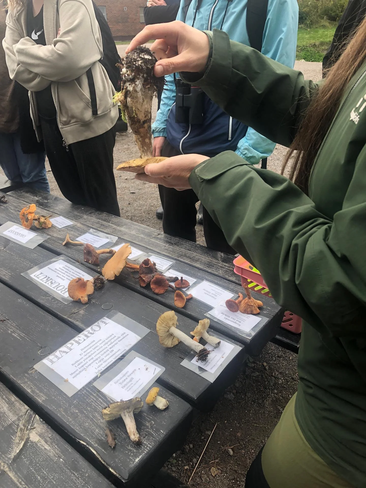 T&auml;n&auml;&auml;n tehtiin Kohtauksen perinteinen sieniretki Palohein&auml;&auml;n. Sieni&auml; oli paljon. Opittiin paljon. Naurettiin paljon.
Lintuja oli 10.
Halattiin puita.
Kiitos mukavalle ja asiantuntevalle oppaallemme @foragingwithanna ! ❤️