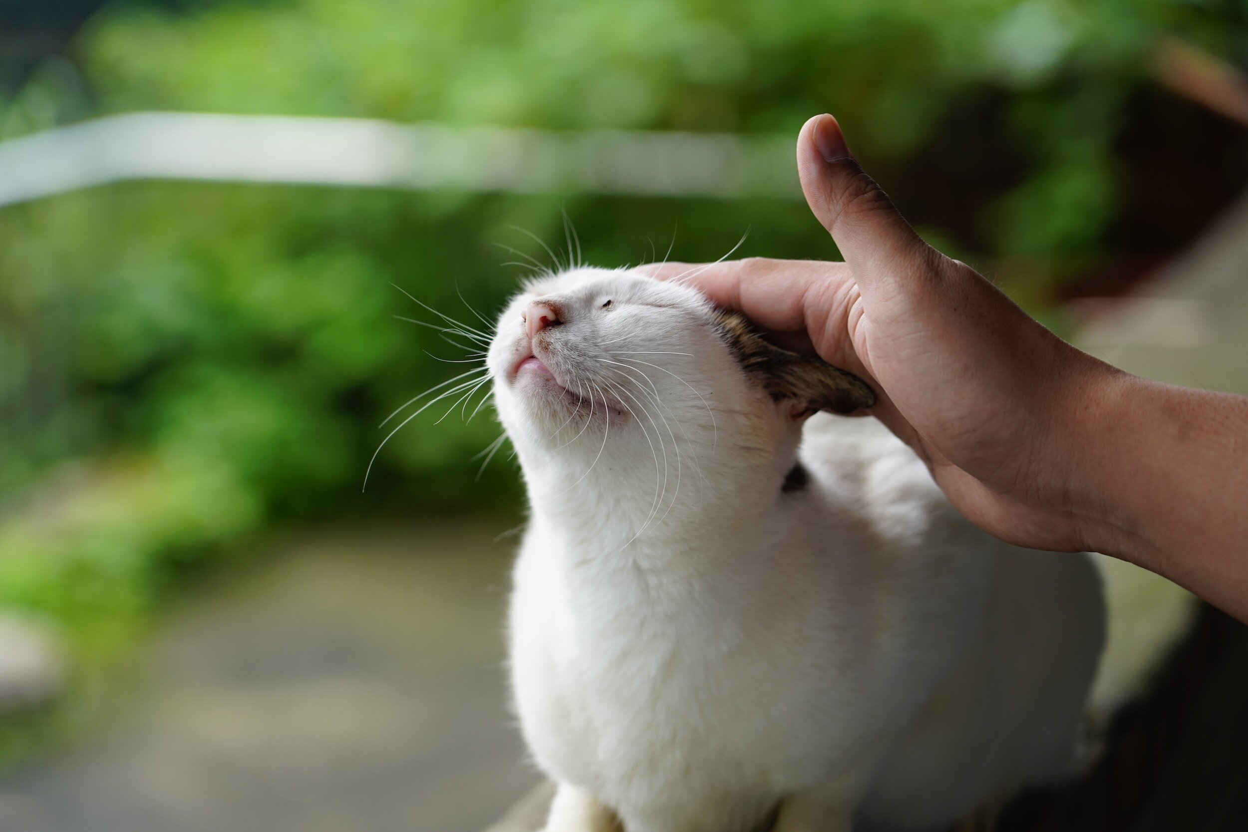 The Ultimate Guide To Purr-fecting the Bond With Your Cat