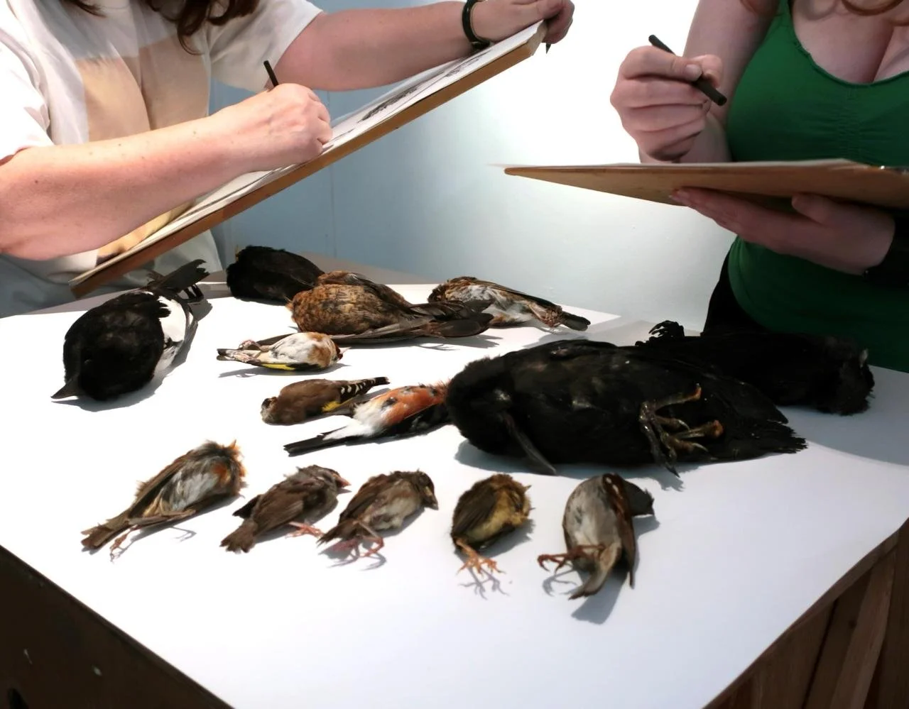 drawing dead birds