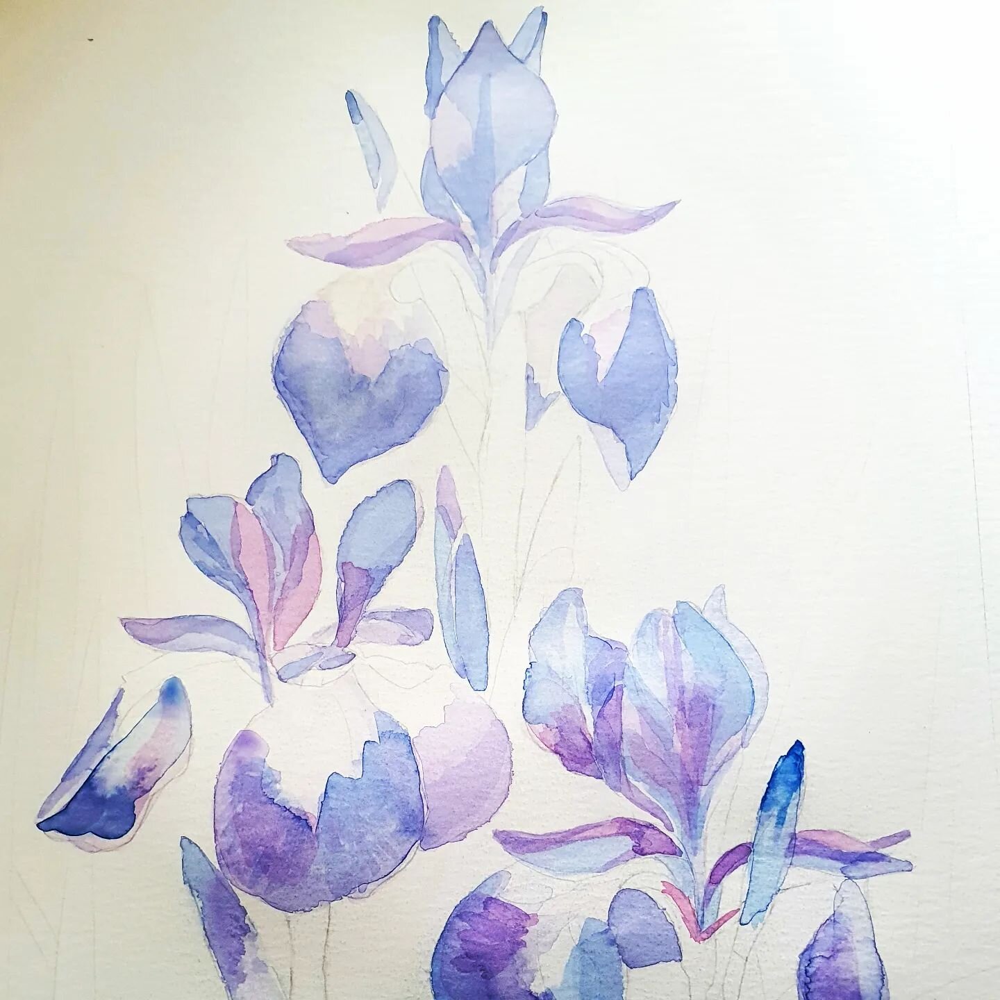 Purple Iris
My latest commission. 
I was asked to produce a picture of a purple iris. 
A subject that I might not have chosen but I love the flower and a challenge. So here it is! 

#artcommission 
#watercolour 
#workingartist 
#botanicalart 
#stilll