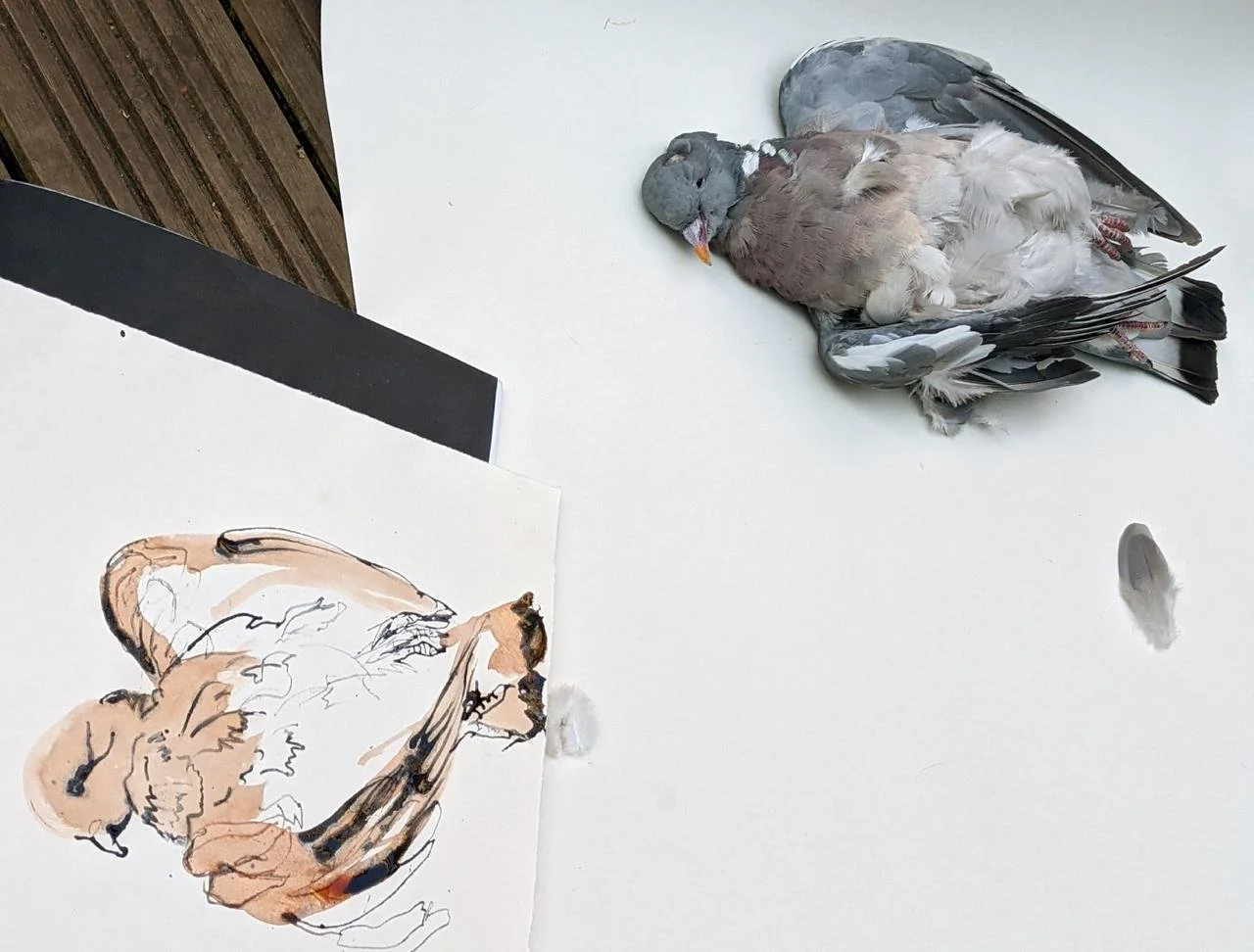 Drawing a dead pidgeon