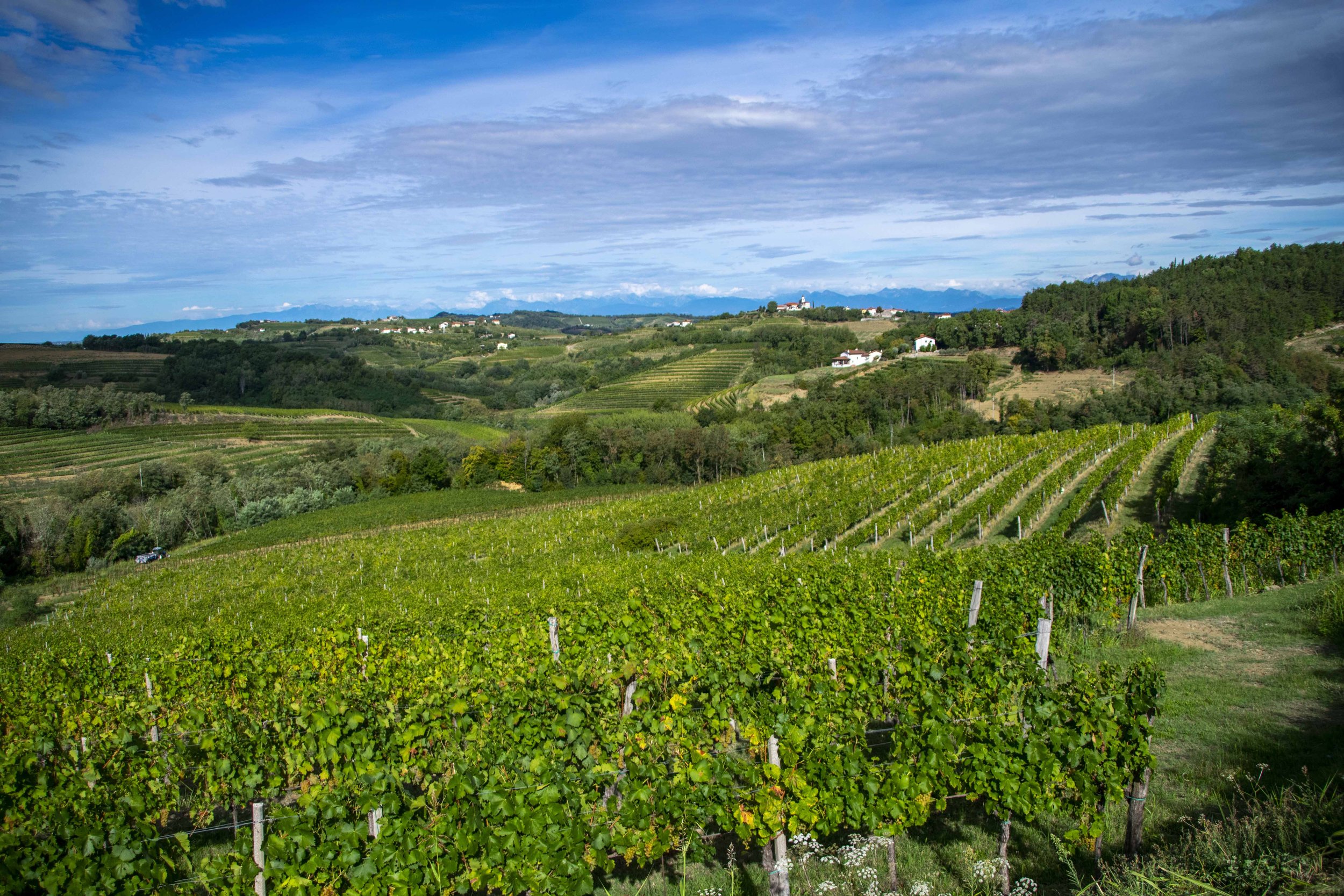 Goriska-Brda-wine-region-Slovenia-8.jpg