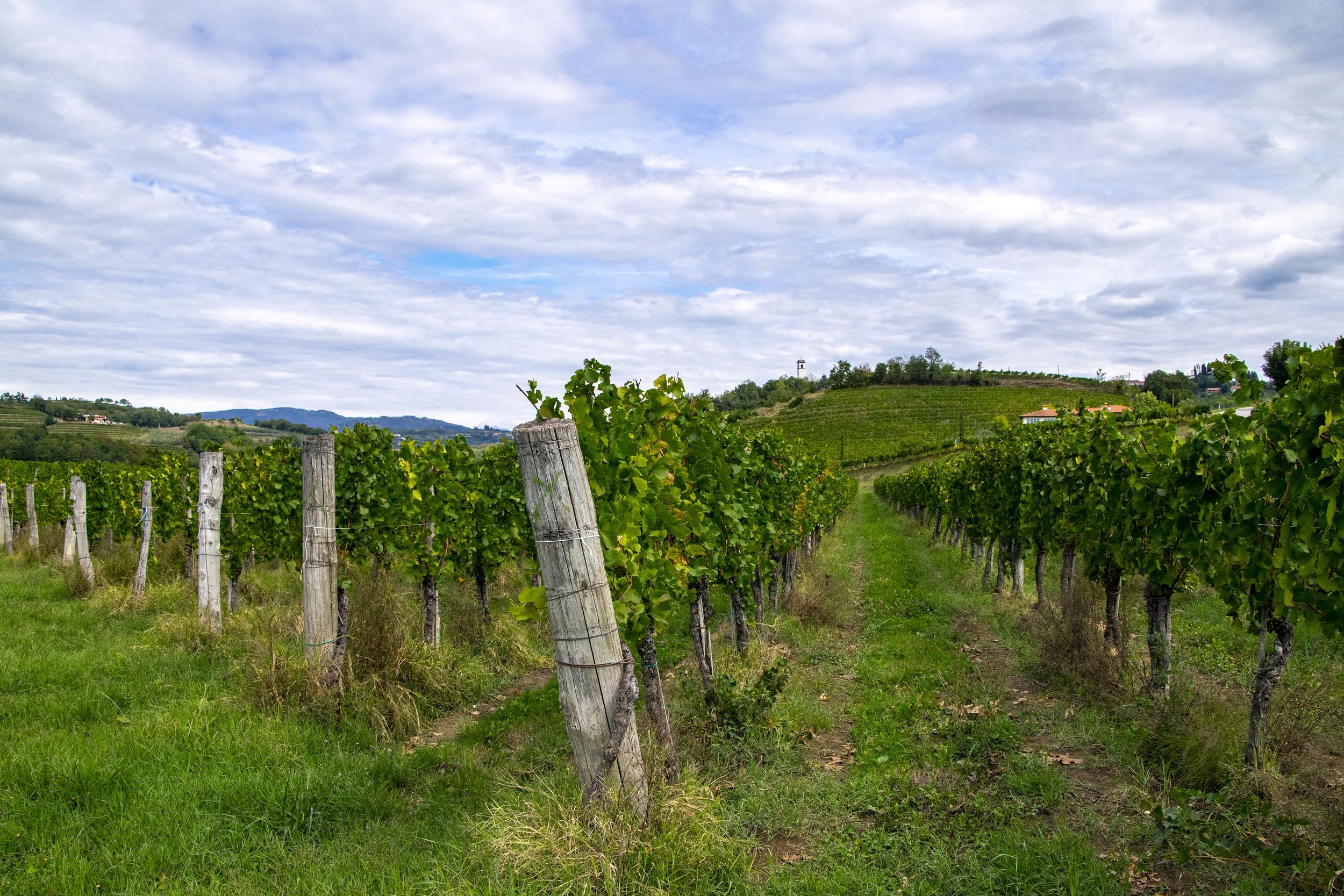 Goriska-Brda-wine-region-Slovenia-12.jpg