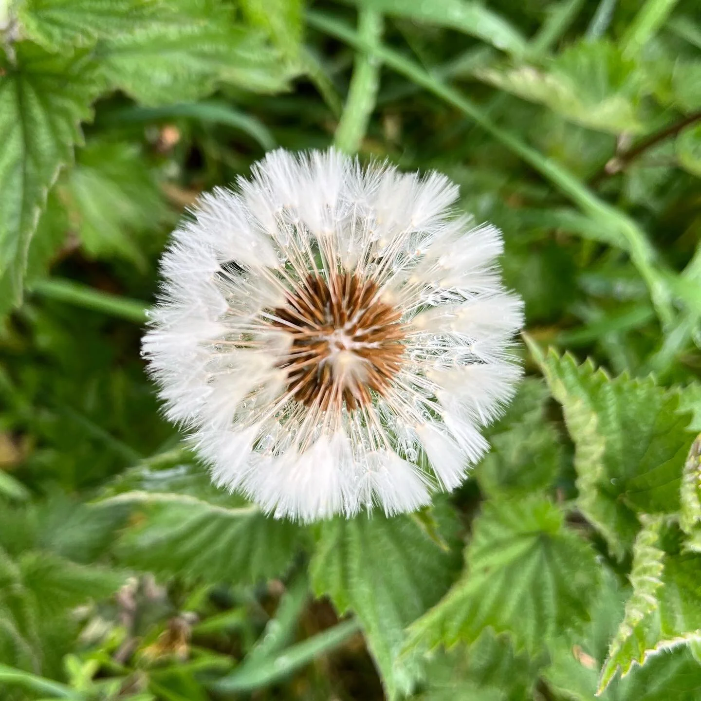 #aftertherain #dandelion #noweeds only #wildflowers
