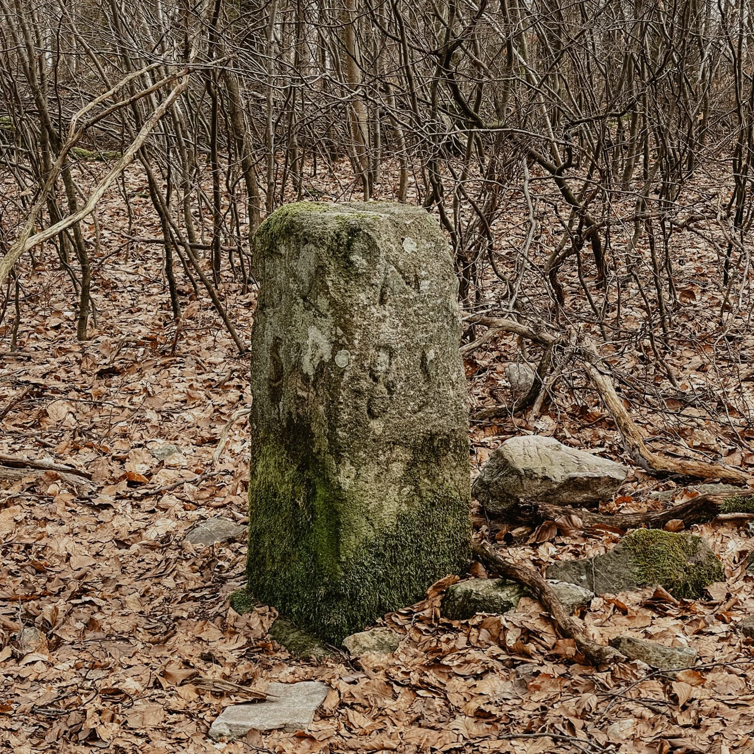 dollberg_06.jpg