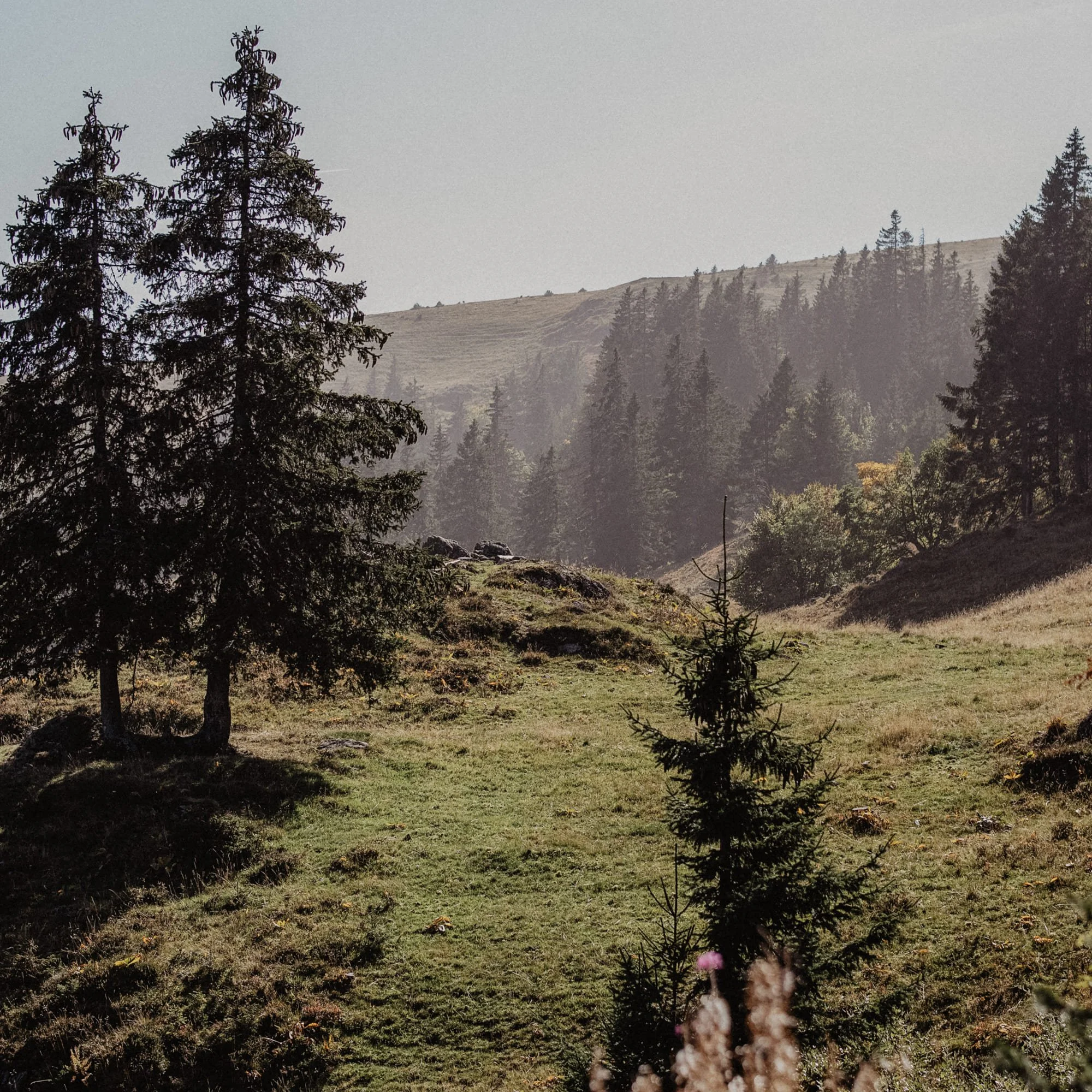feldberg15.jpg
