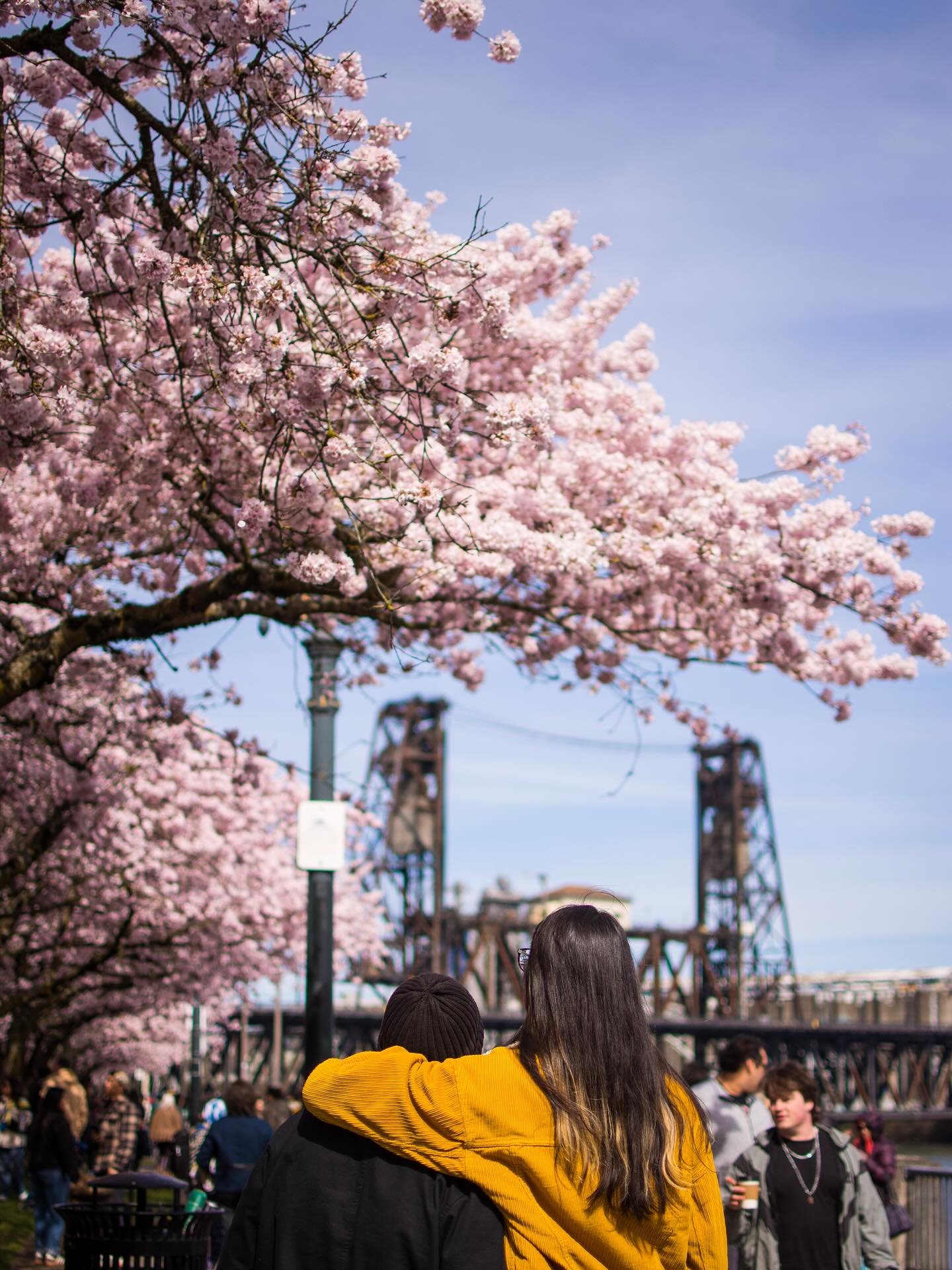 🌸 obligatory cherry blossom post 🌸 🤭
Yesterday was my first time going to see the cherry blossoms by the waterfront. It was unbelievably beautiful, and it filled me with joy and inspiration to see people from all over the town coming together to a