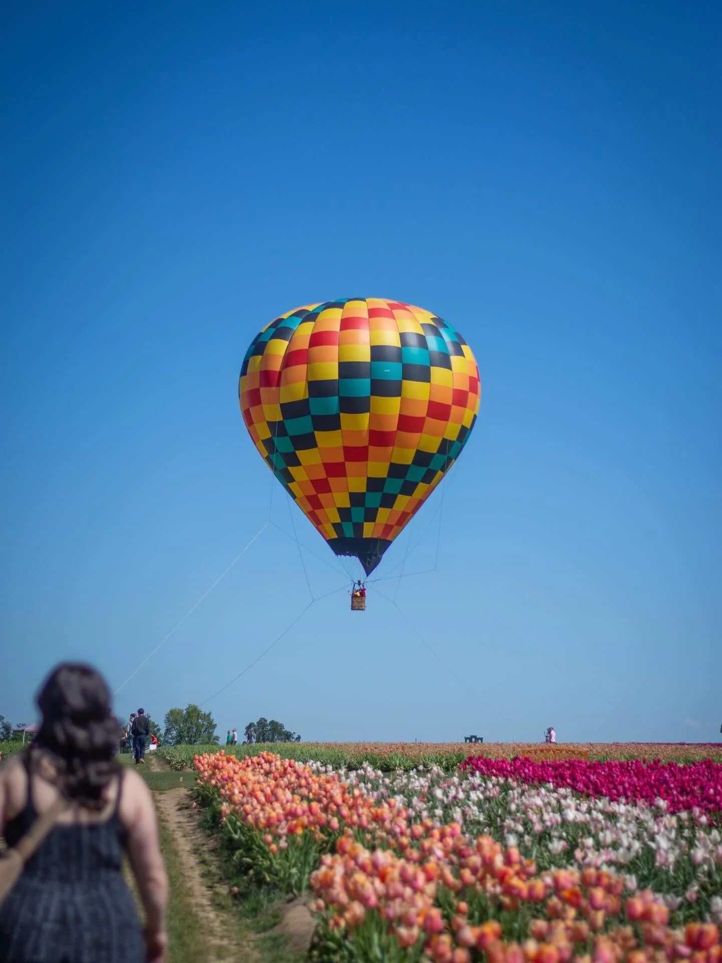 Reminiscing about my very first trip to the @woodenshoefarm . I have never in my life seen so many beautiful flowers! And how cool! A hot air balloon! 🎈🌷
.
.
.
.
#photography #pdx #portlandoregon #oregon #woodenshoetulipfestival #tulips #flowers #e