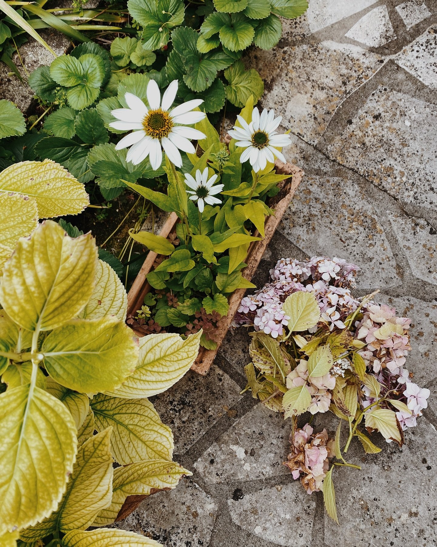 Doux jardin 🌱🍂
#hortensia #rudbeckia #flowerslovers #gardenlover #saintes #charentemaritime