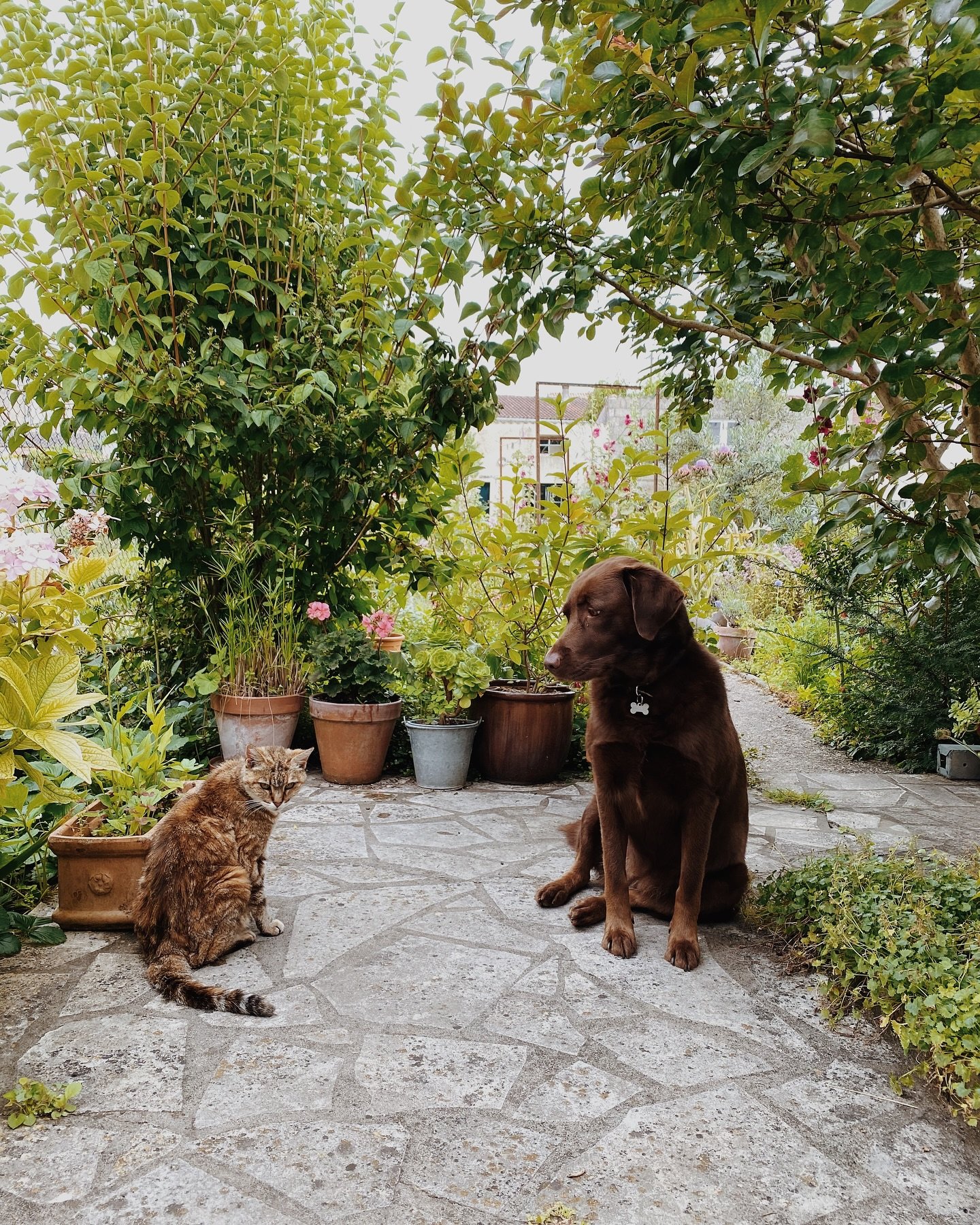Laurel &amp; Hardy 🐾
#furryfriends #gardenlover #saintes #charentemaritime #nouvelleaquitaine