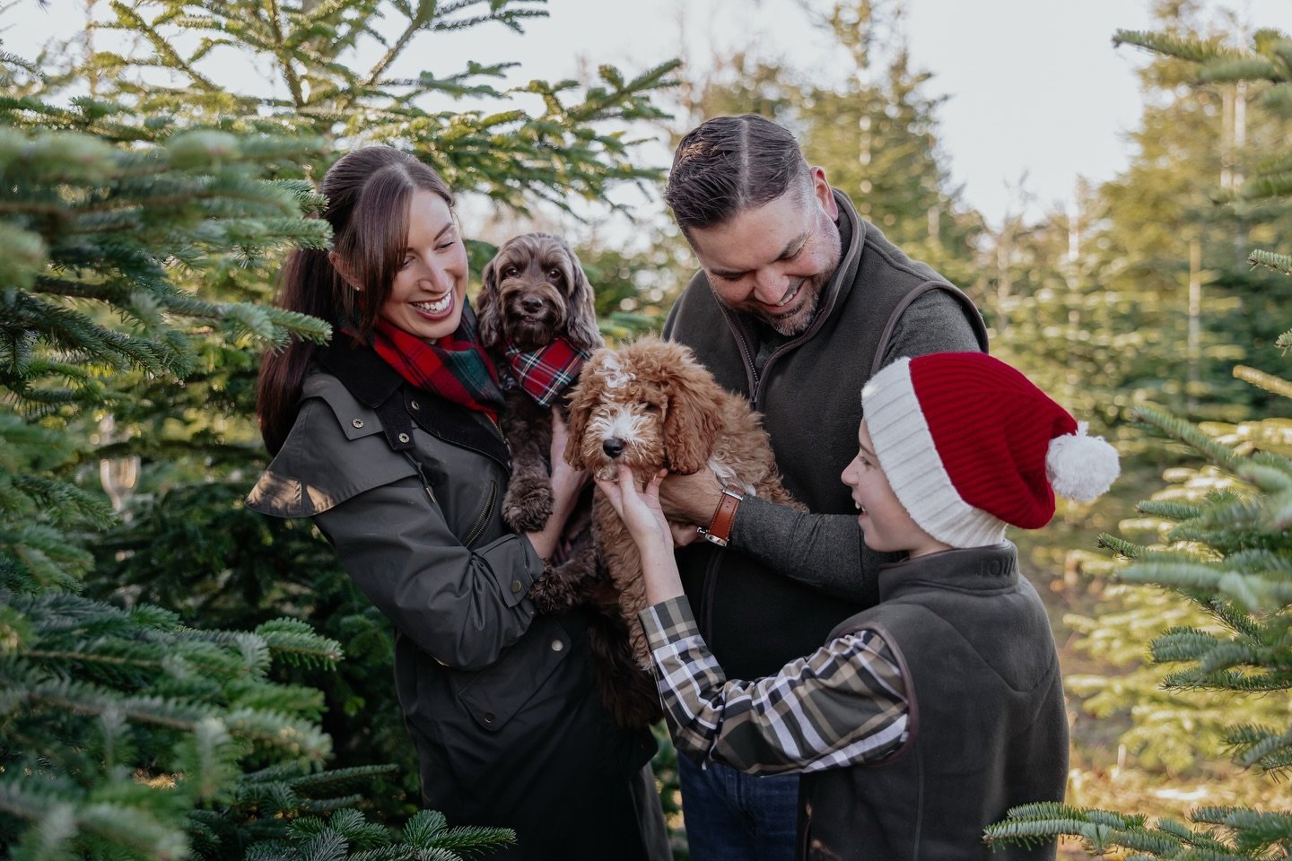 Their first Christmas as a 5 🐾 🐾 

The one week countdown is near! ✨🎄🎅🏼 

.

#christmasminisession #christmastreefarm #kentfamilyphotographer #eastsussexphotographer #christmaspuppy #cockapooclubuk