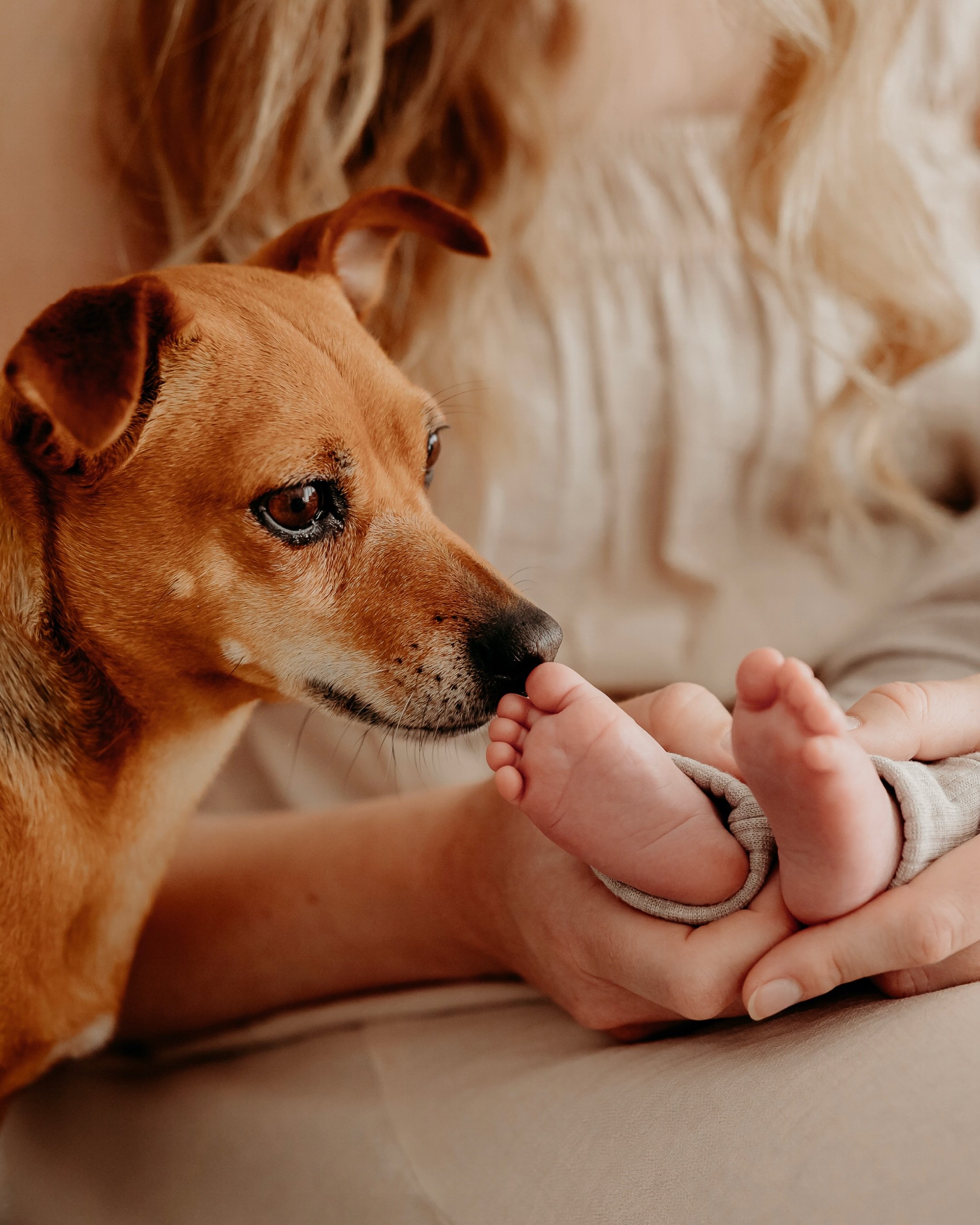 The newborn photoshoot where your whole family is included 🐾

Because it&rsquo;s not only about photographing your new baby, it&rsquo;s about capturing your family during this beautiful new chapter 🤍

You stay cosy at home, exactly where you&rsquo;