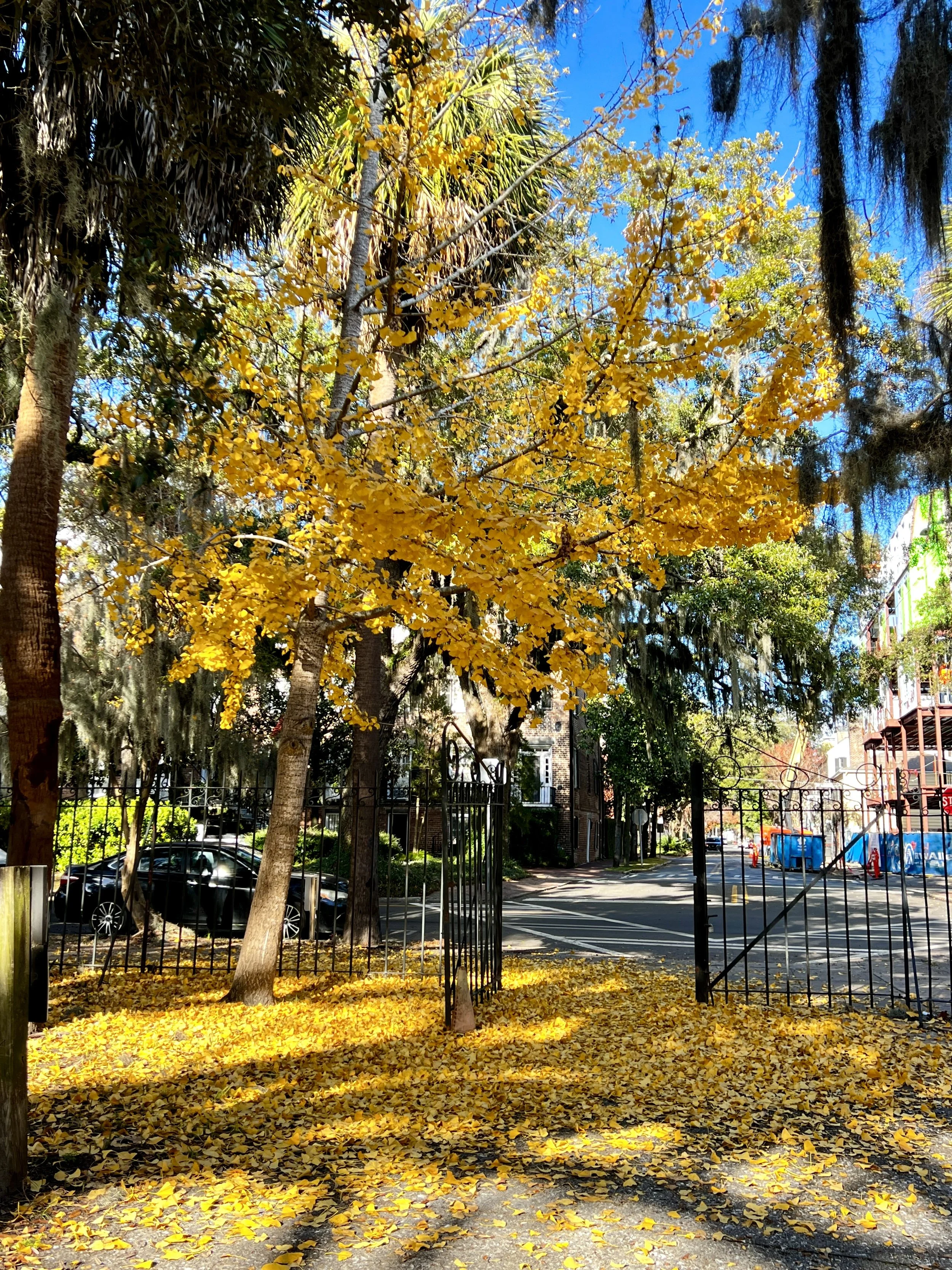 🍁 Why Fall 2025 Is the Best Time to Visit Savannah