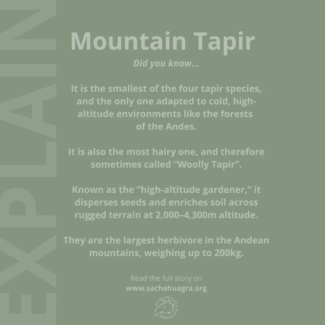 🐾 Explain &quot;Mountain Tapir&quot; &ndash; a unique gem of the Andes! 🐾

Did you know the Mountain Tapir is the smallest of the four tapir species &mdash; but also the only one adapted to cold, high-altitude environments? This hairy animal is oft