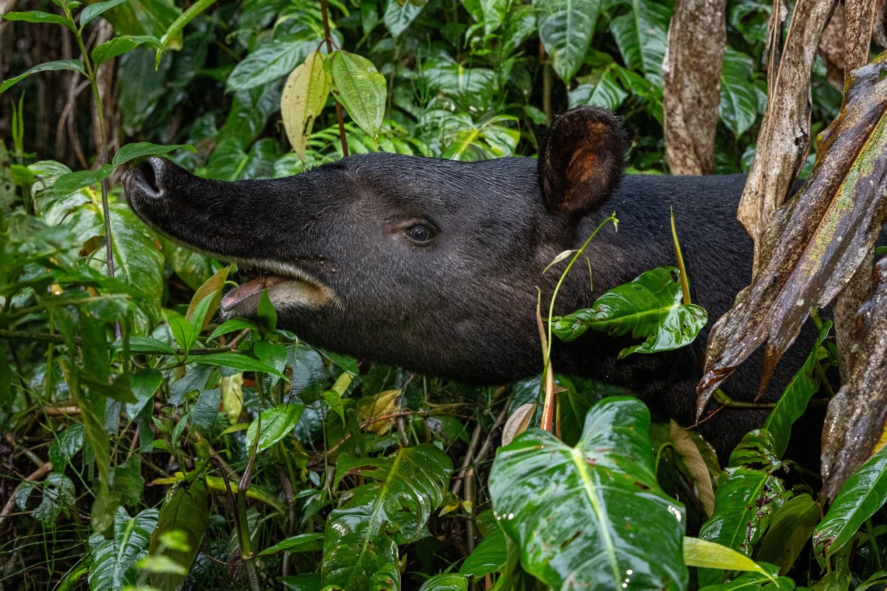 *Espanol abajo*

In November 2024, during an exploratory trip with the team to El Cedral, we came across a mountain tapir &mdash; quietly making its way through the forest. 
A simple, but beautiful moment that reminded us why we&rsquo;re here.
🌿 The