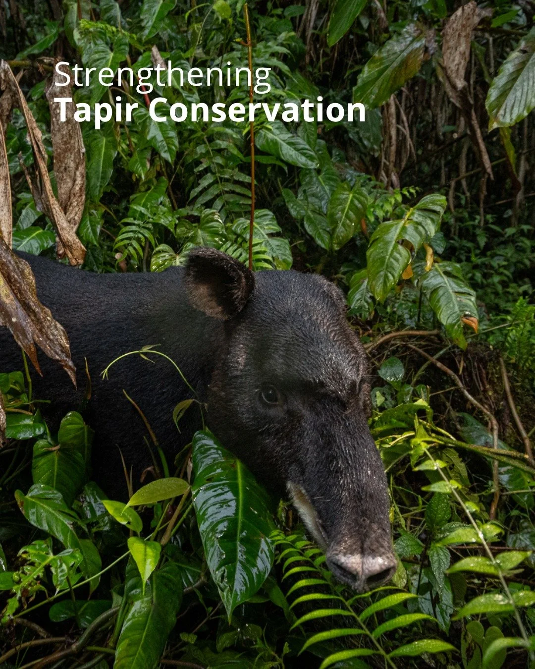 This year, with the support of @iucnsos and the @segrefoundation, we&rsquo;re rolling out a year-long project in the southern Andes of Colombia to:

🌿 Strengthen Tapir Conservation
With the support of IUCN Save Our Species (SOS) and the Segr&eacute;