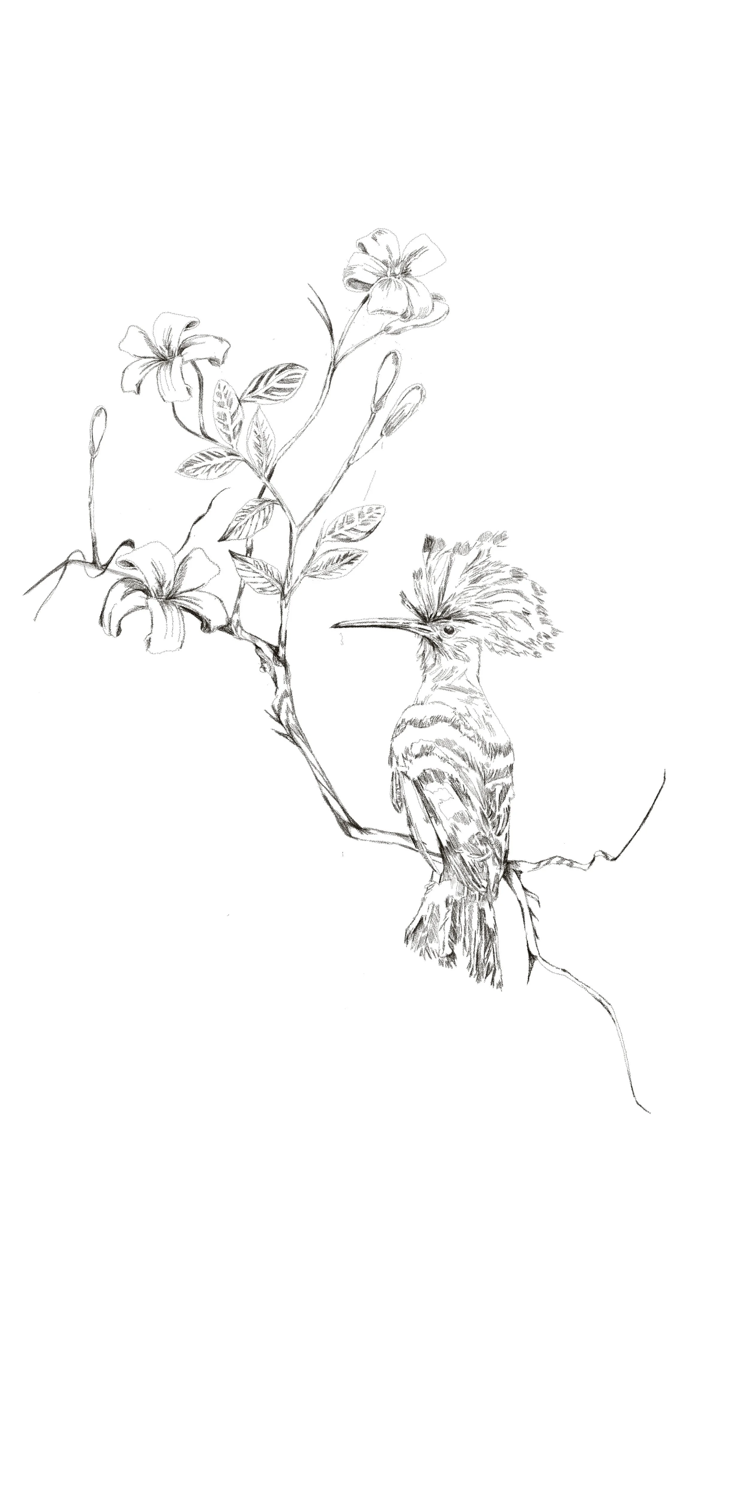 Untitled_Artwork 32.jpg