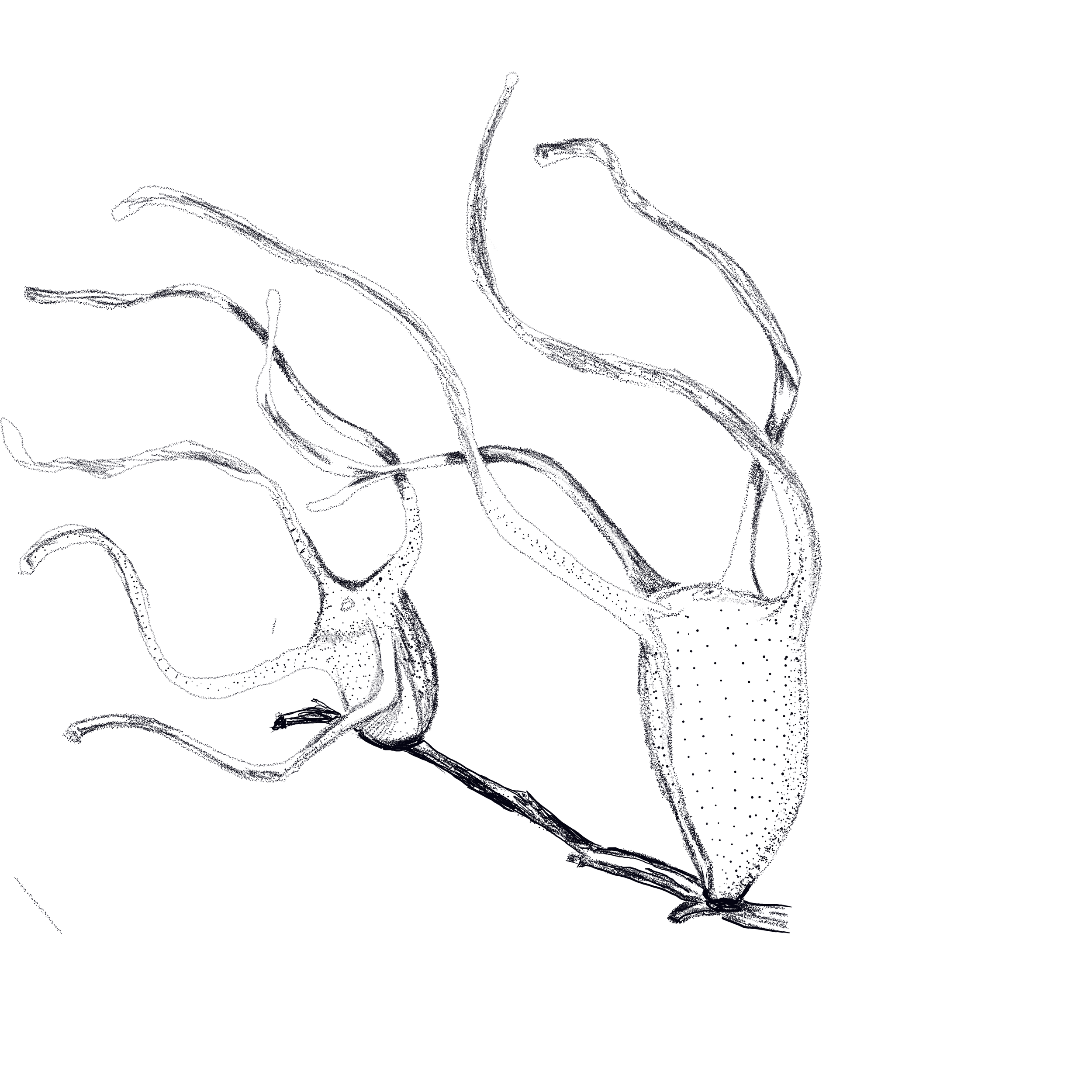 Untitled_Artwork 81.png