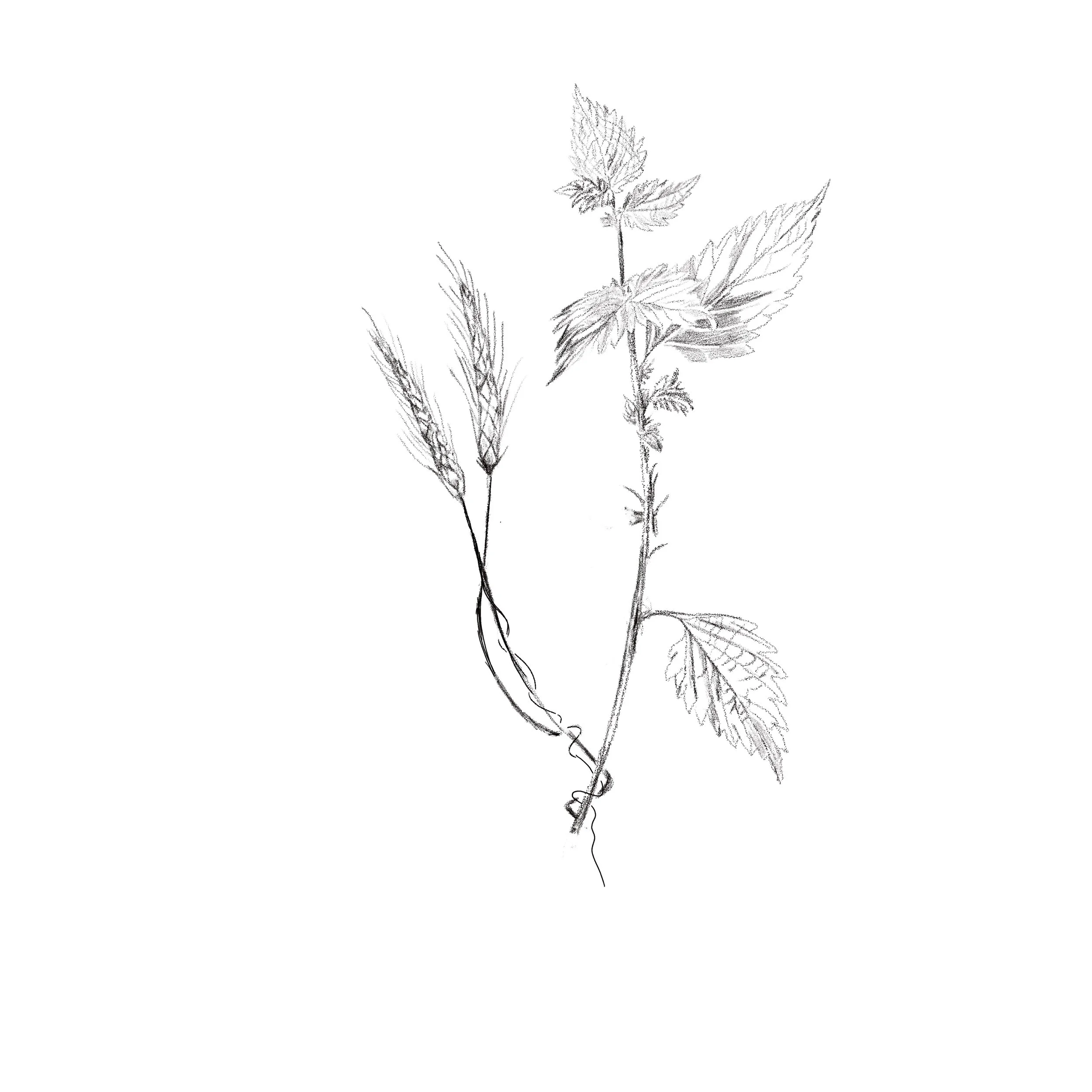 Untitled_Artwork 62.jpg