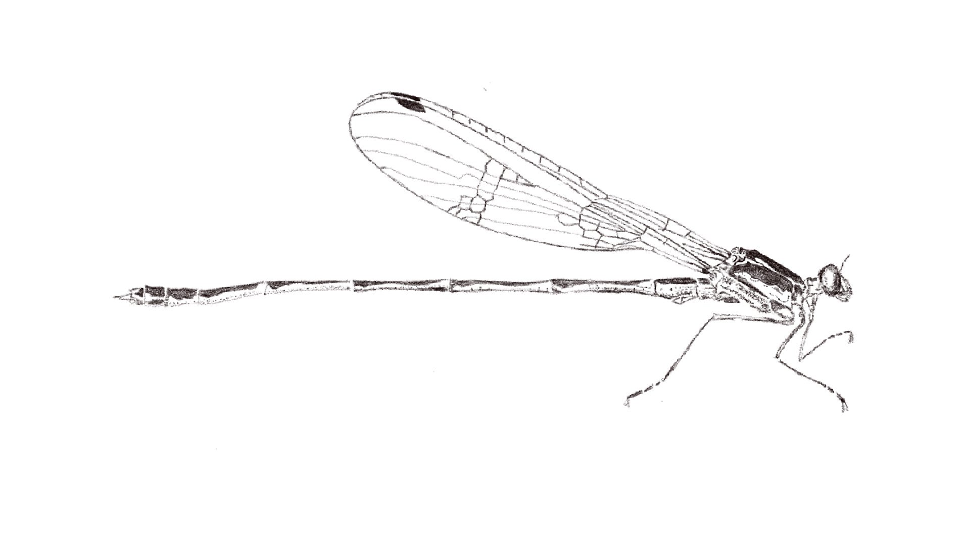 Untitled_Artwork 101.jpg