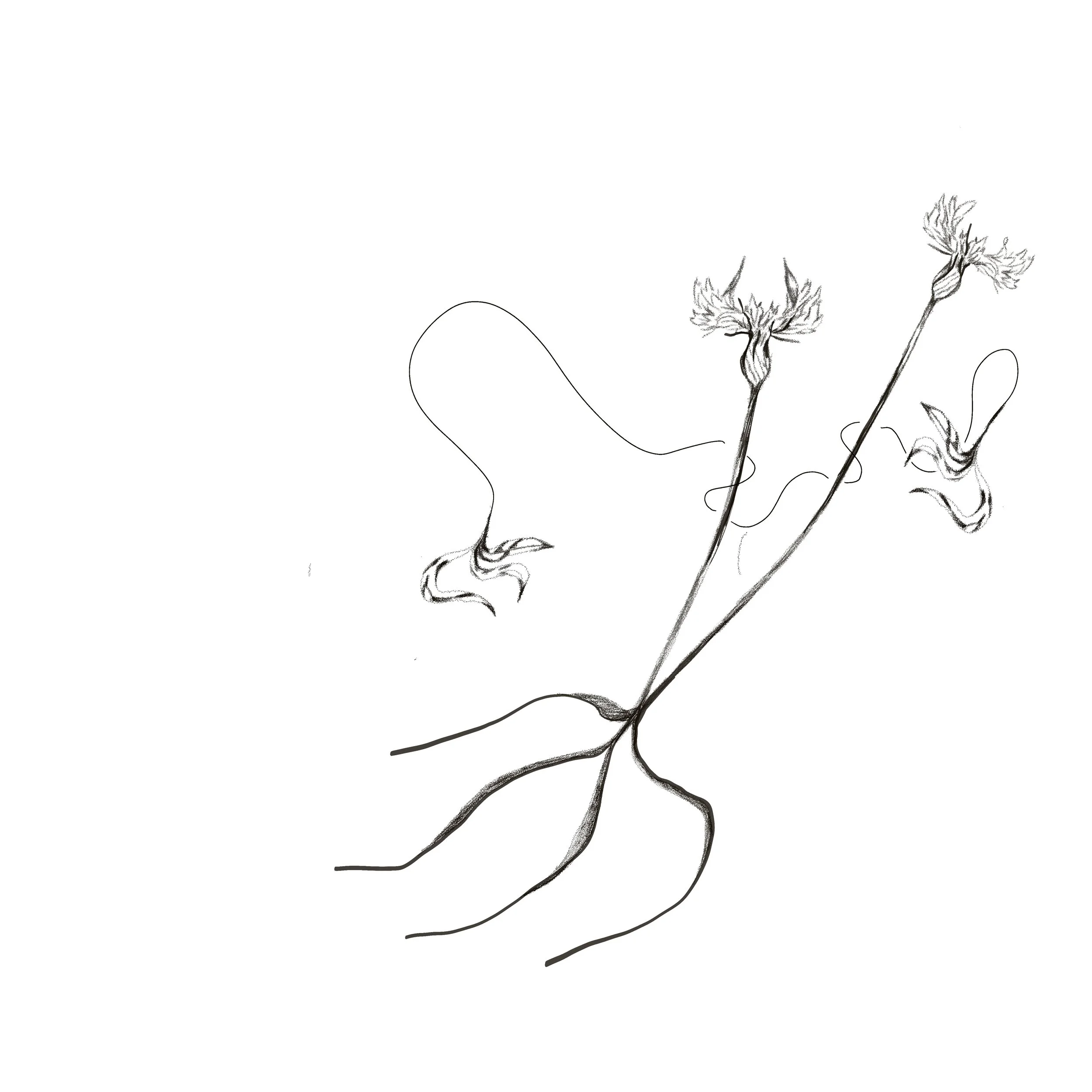 Untitled_Artwork 42.jpg