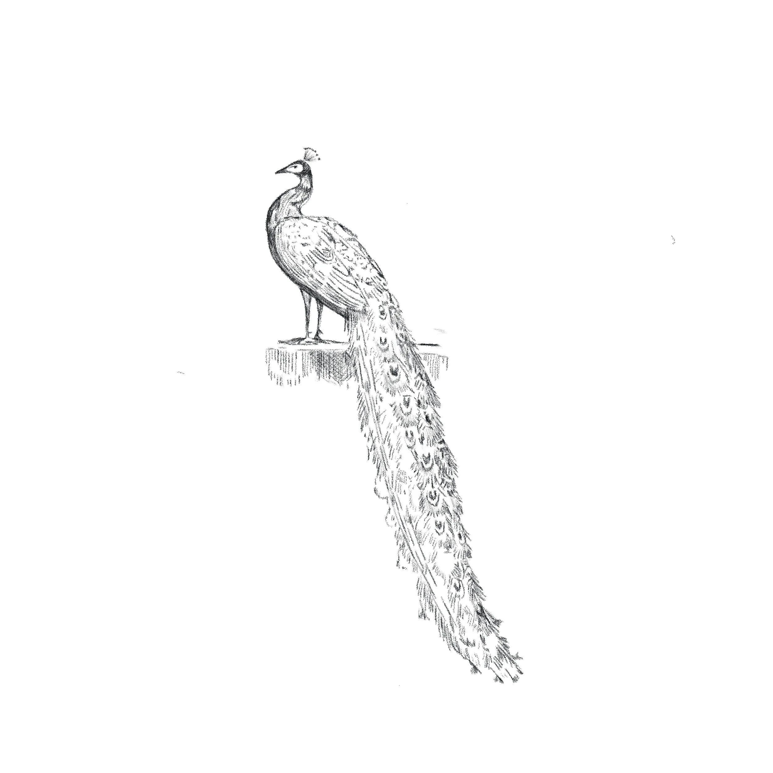 Untitled_Artwork 149.jpg