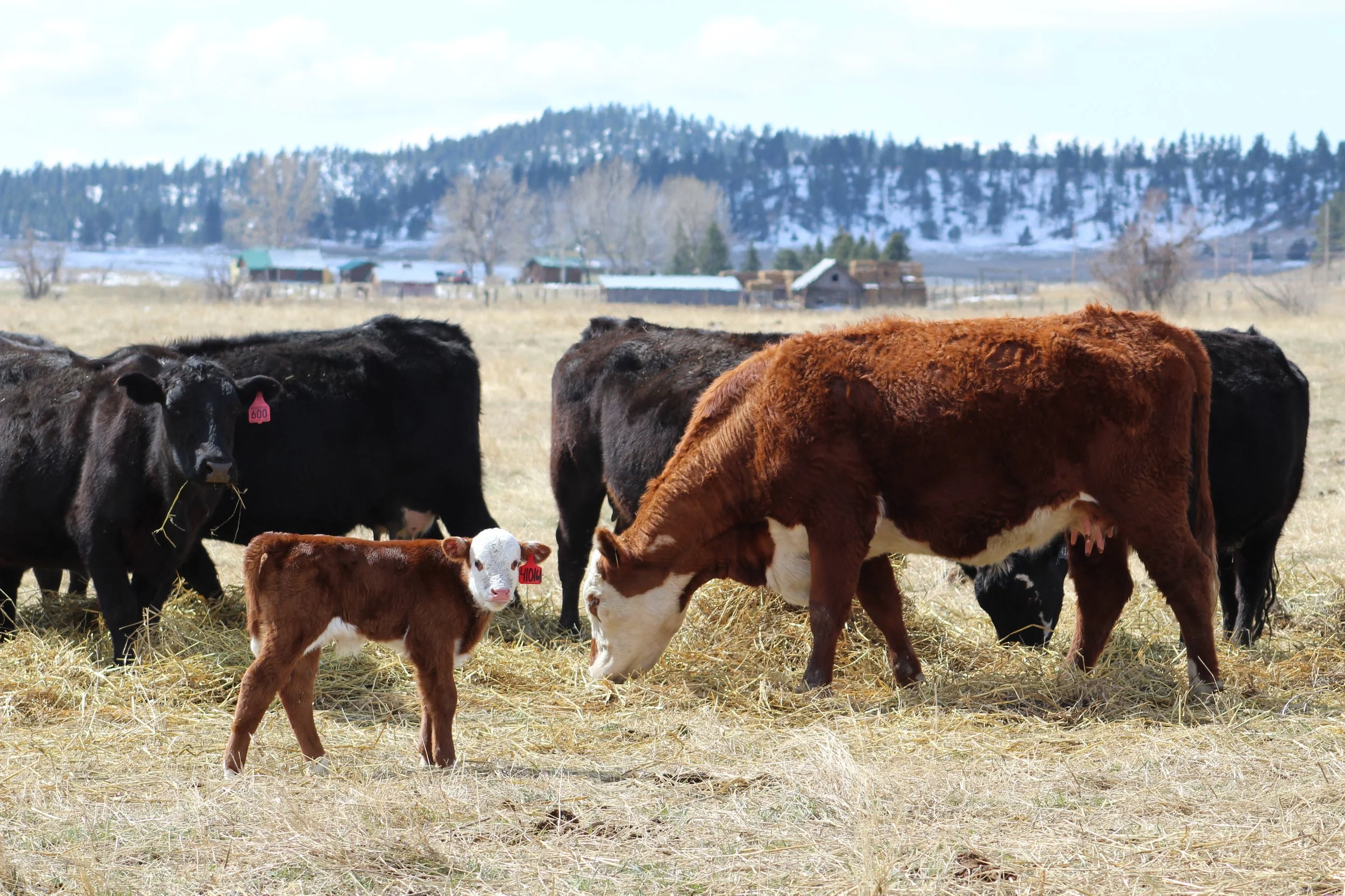 Winter calf, cattle, Kite Cattle Company, Kite Ranch, Roundup, Montana