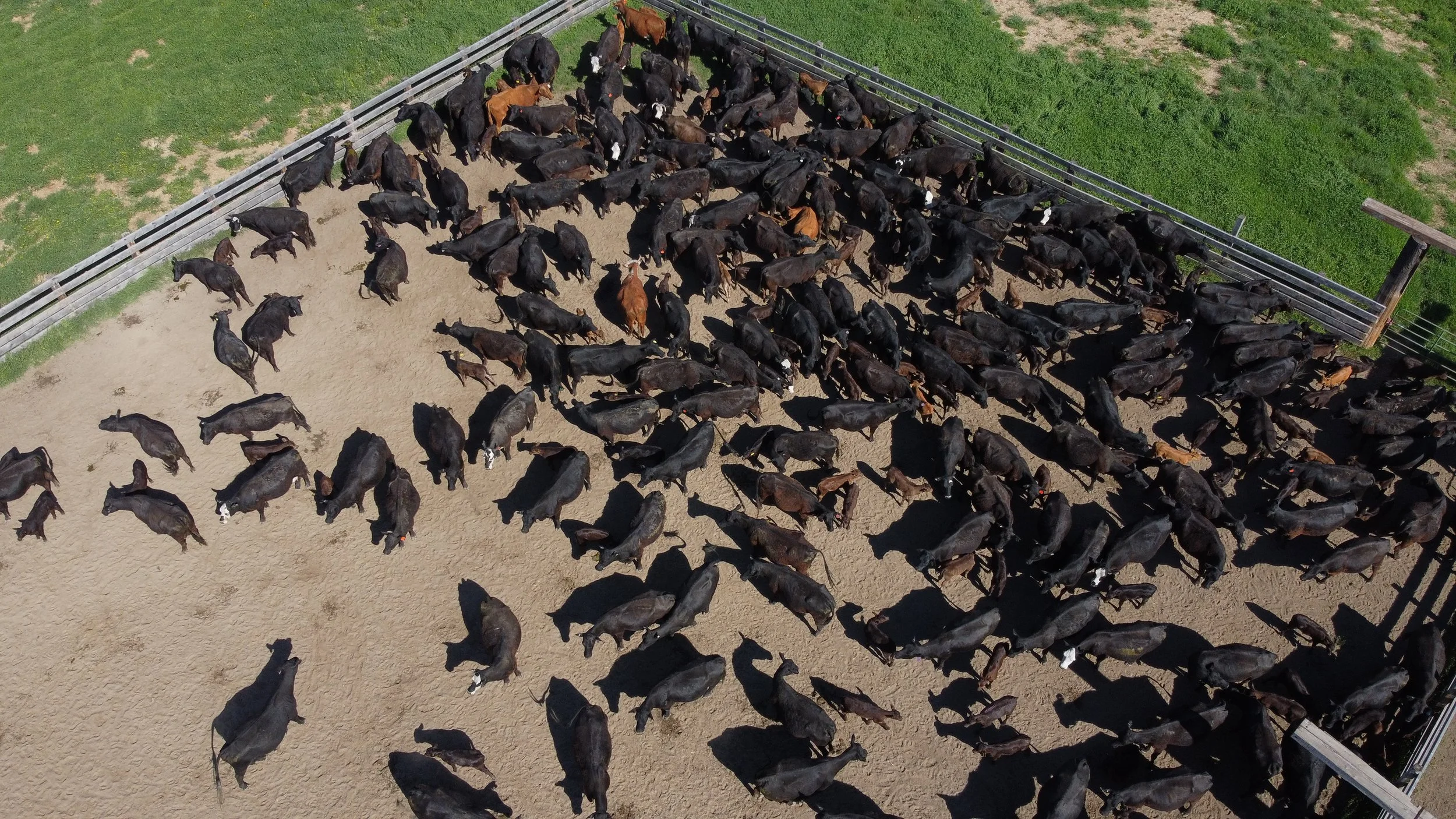 Kite Ranch, Cattle Company, Cows