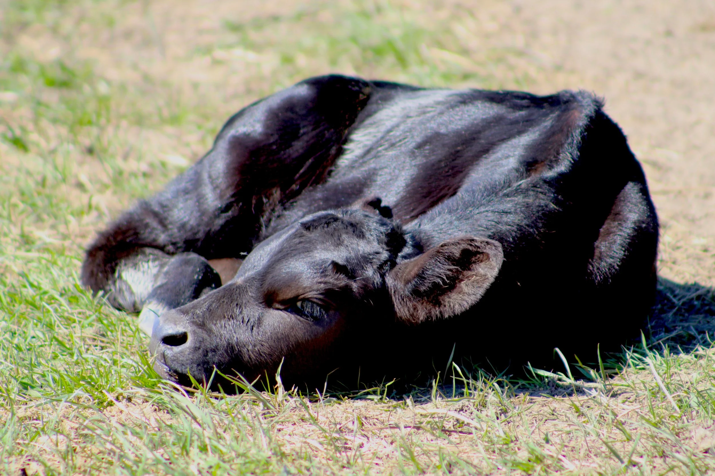 7.1New Calf'20.JPG